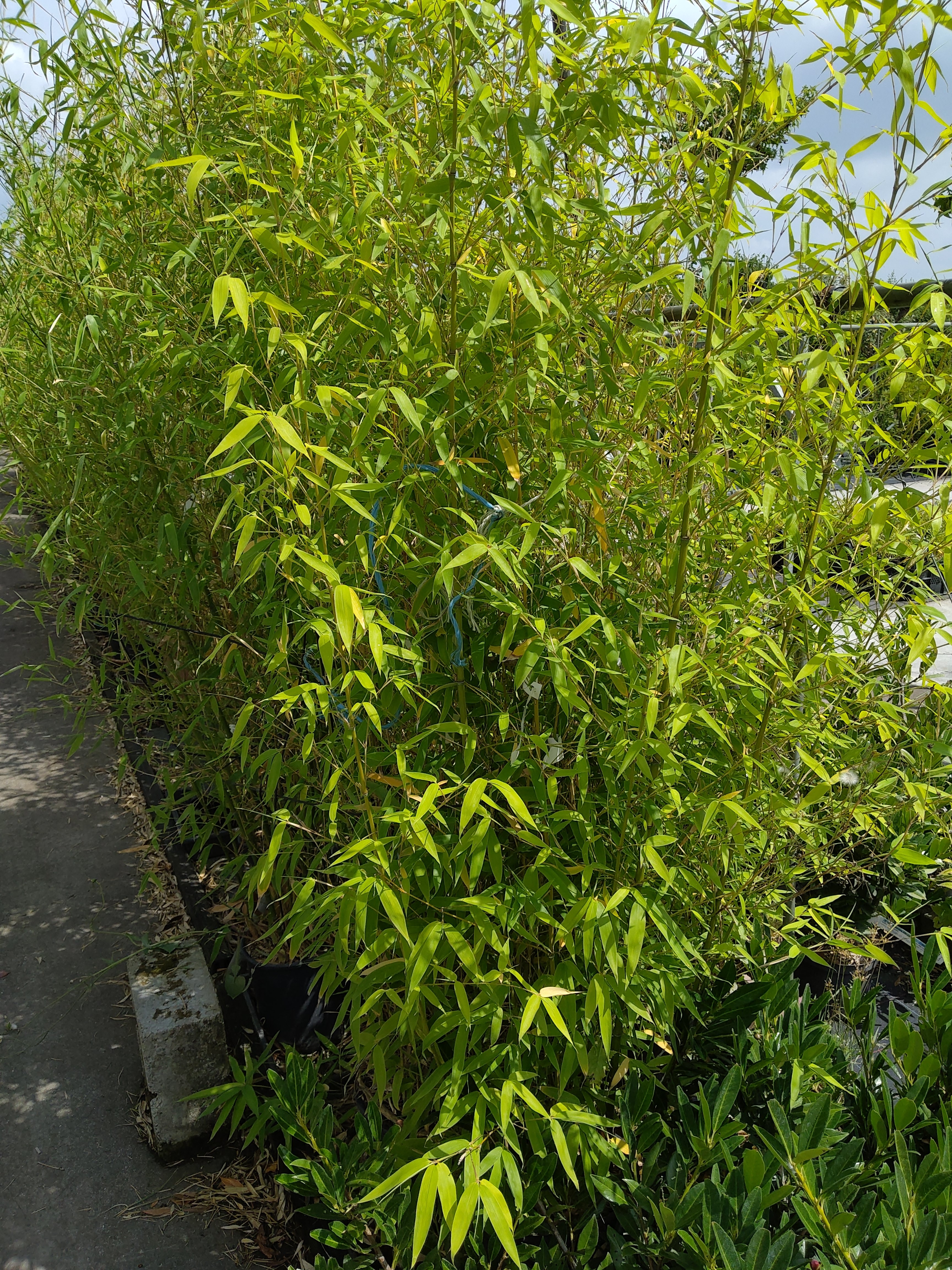 Phyllostachys aurea