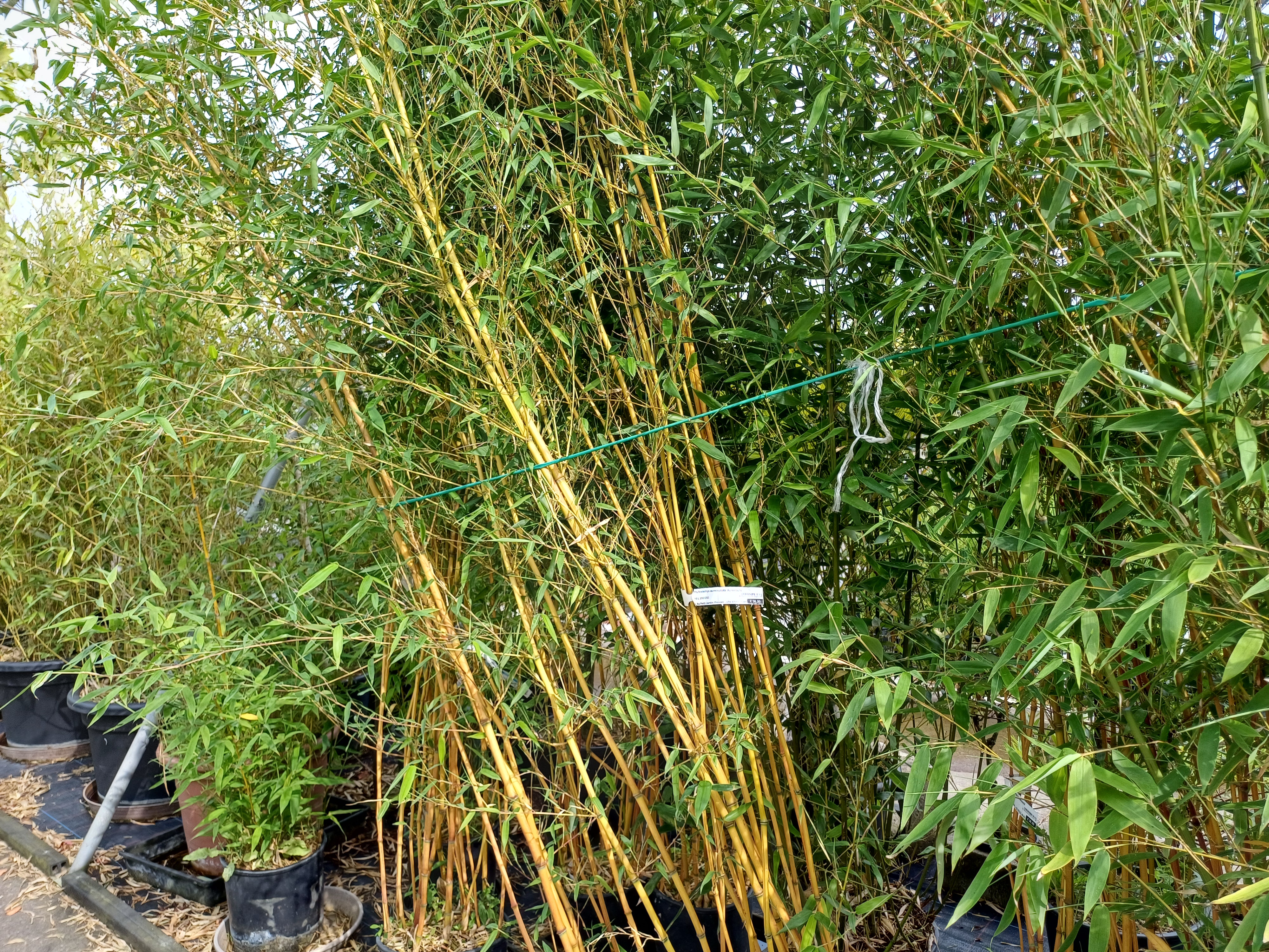 Phyllostachys aureosulcata 'Aureocaulis' Phyllostachys aureosulcata 'Aureocaulis'
