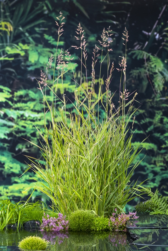 Phragmites australis Phragmites australis