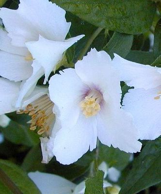 Philadelphus 'Belle Etoile' Philadelphus 'Belle Etoile'