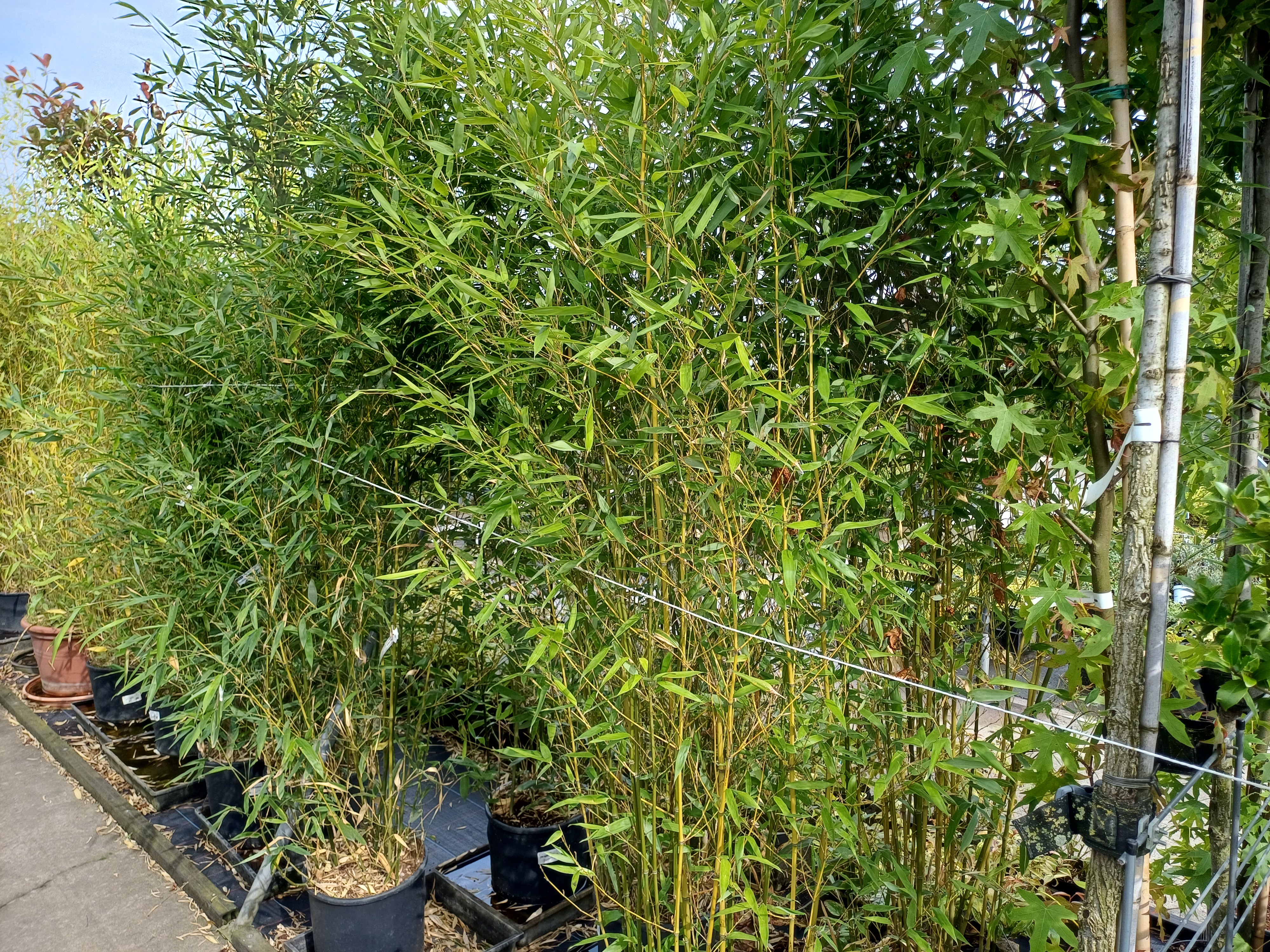 PHYLLOSTACHYS BISSETTII