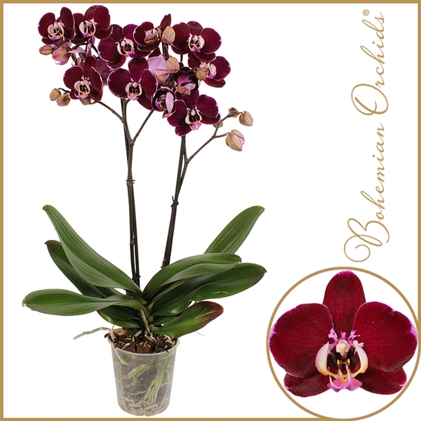 Phalaenopsis Bohemian Orchids 3-tak mix