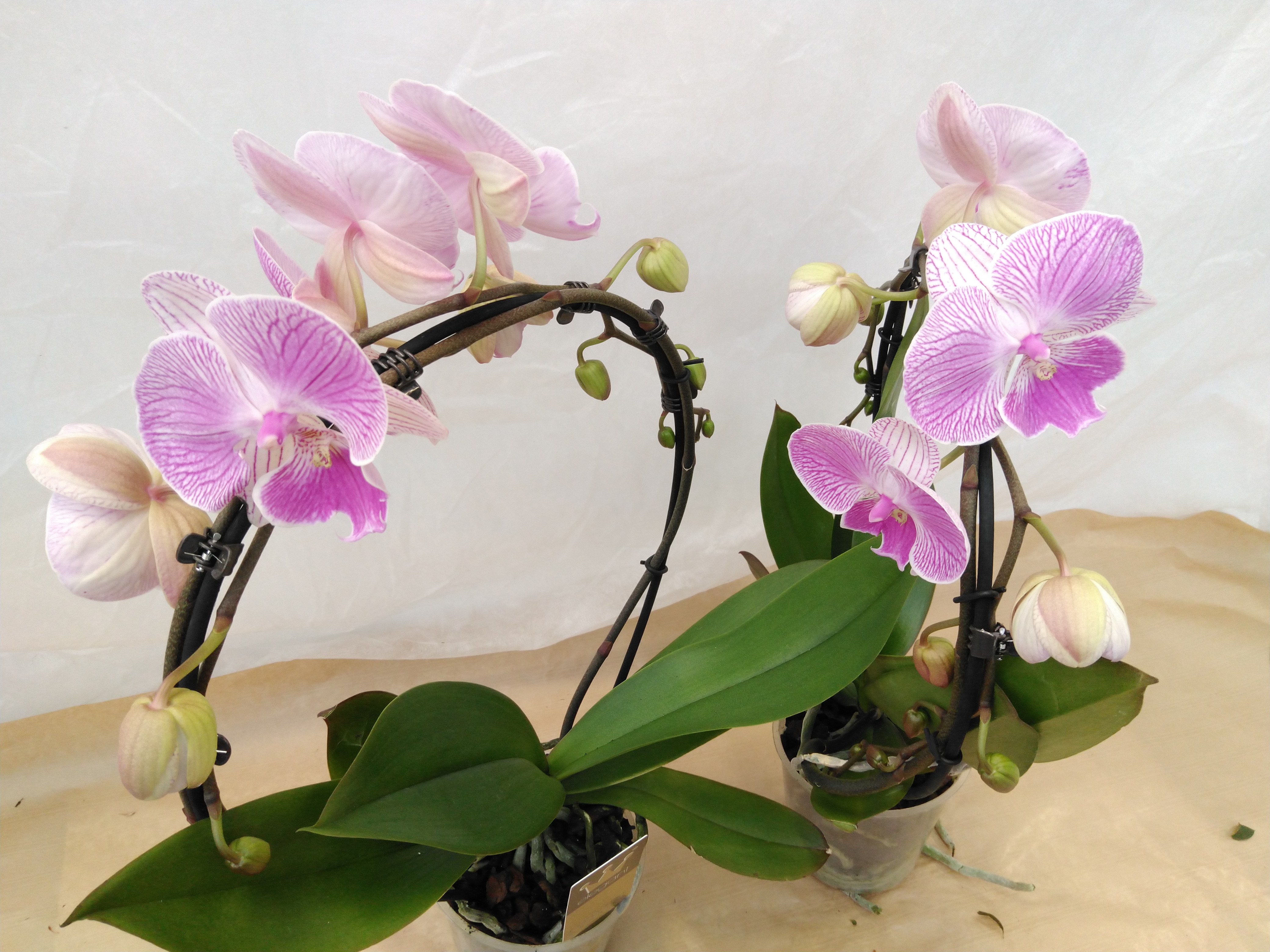 Phalaenopsis 'Boomerrang Mix'  2-tak