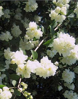 Philadelphus 'Bouquet Blanc' Philadelphus 'Bouquet Blanc'