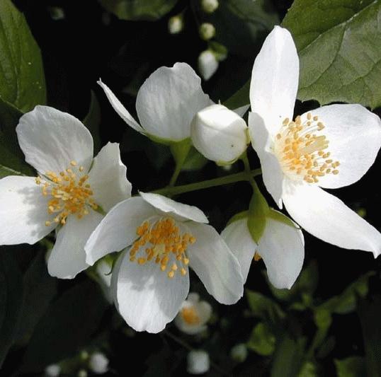 Philadelphus coronarius Philadelphus coronarius