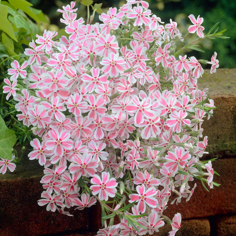 Phlox (S) 'Candy Stripes' Phlox (S) 'Candy Stripes'