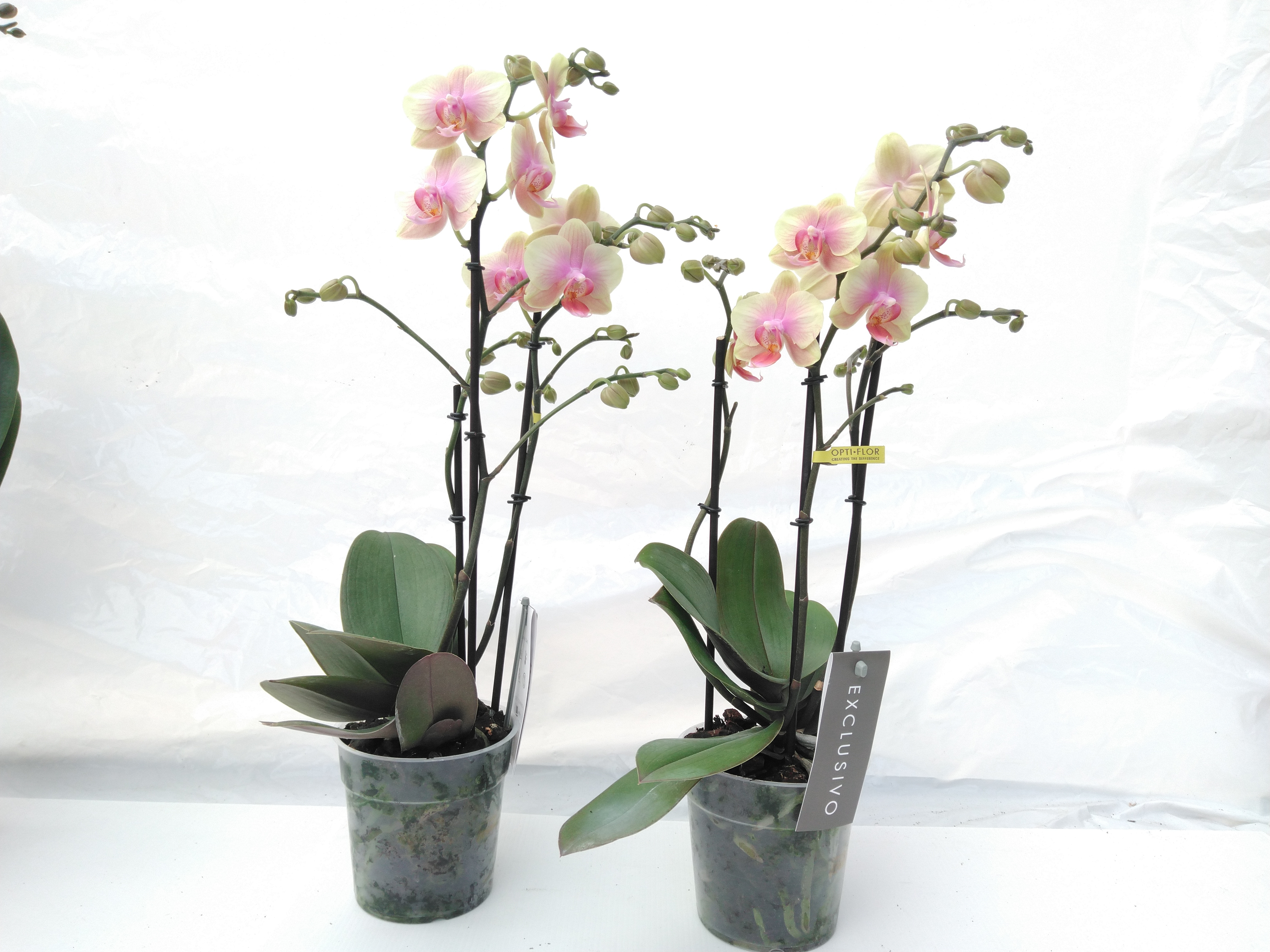 Phalaenopsis Exclusivo 'Belle Helene'  3 tak