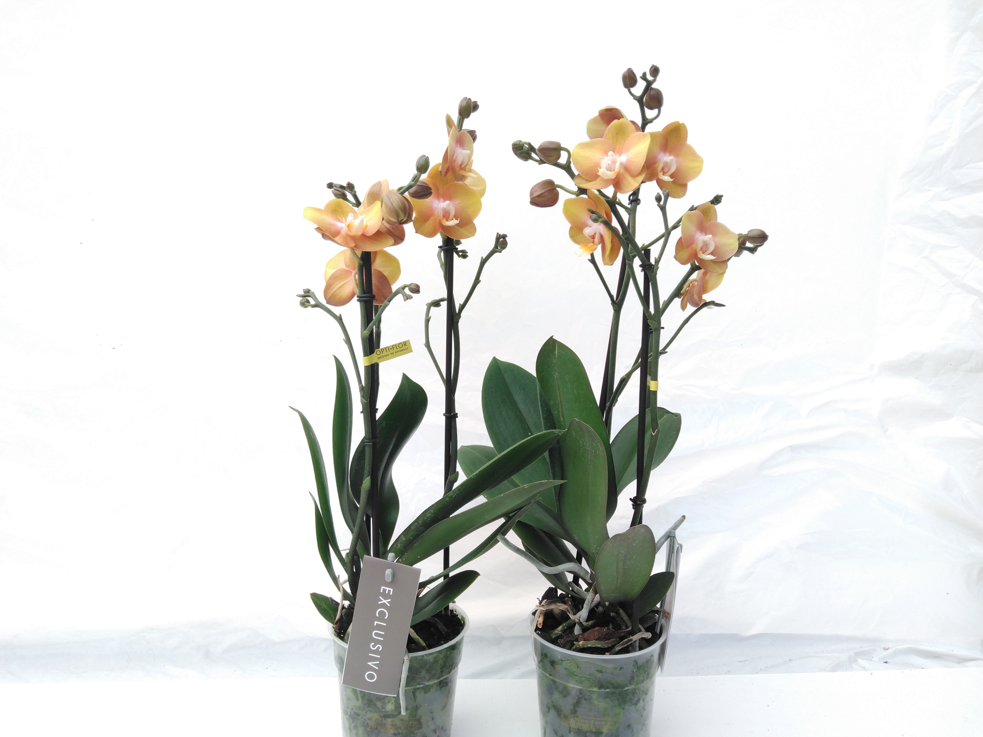 Phalaenopsis Exclusivo 'Las Vegas Gold'  3 tak