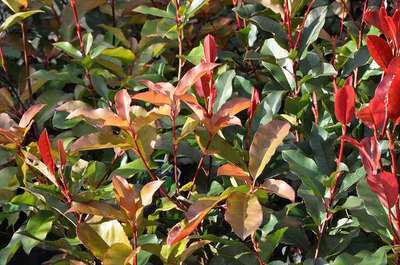 Photinia fraseri 'Camilvy'  