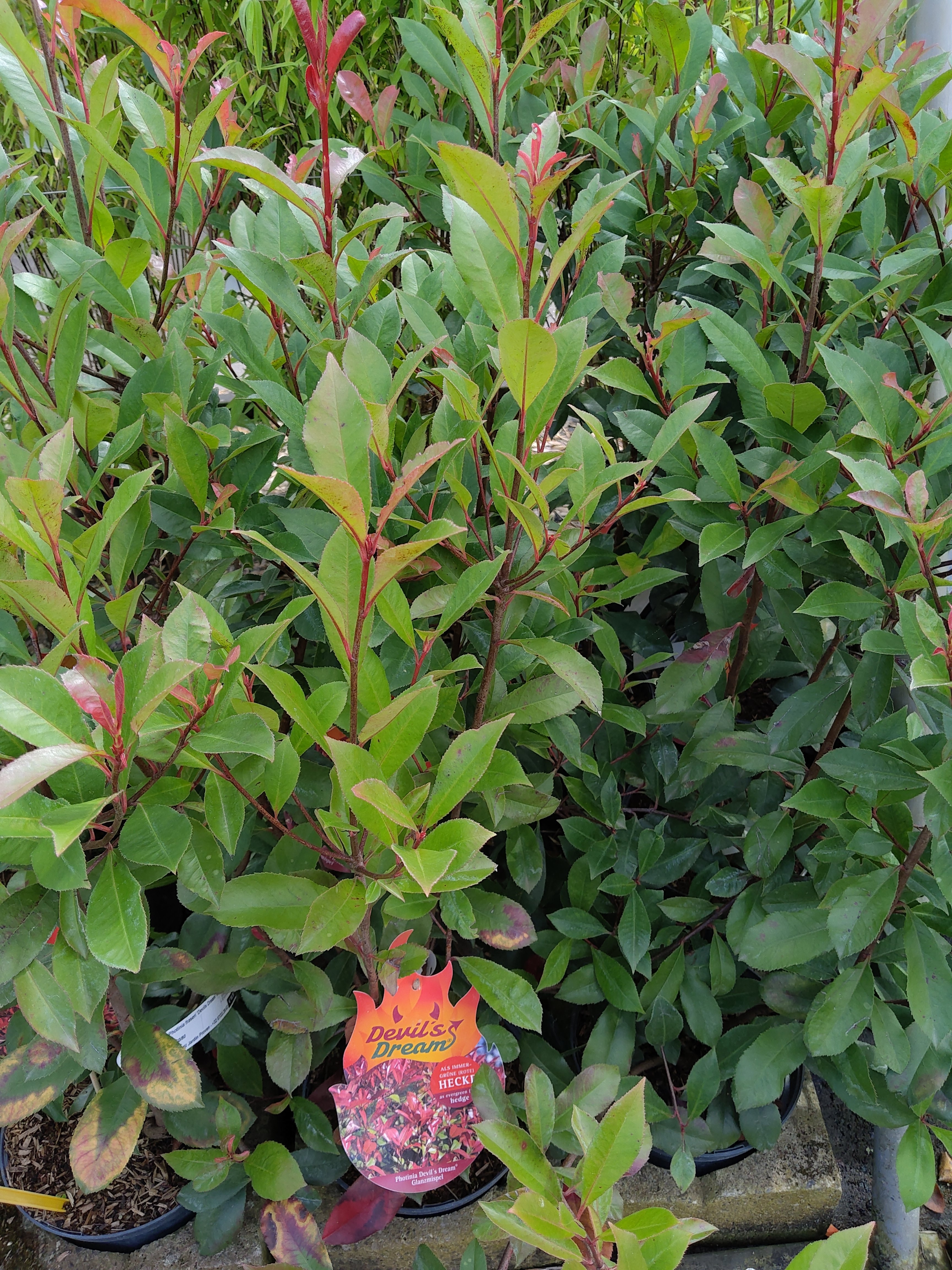 Photinia fraseri 'Devils Dream' ®