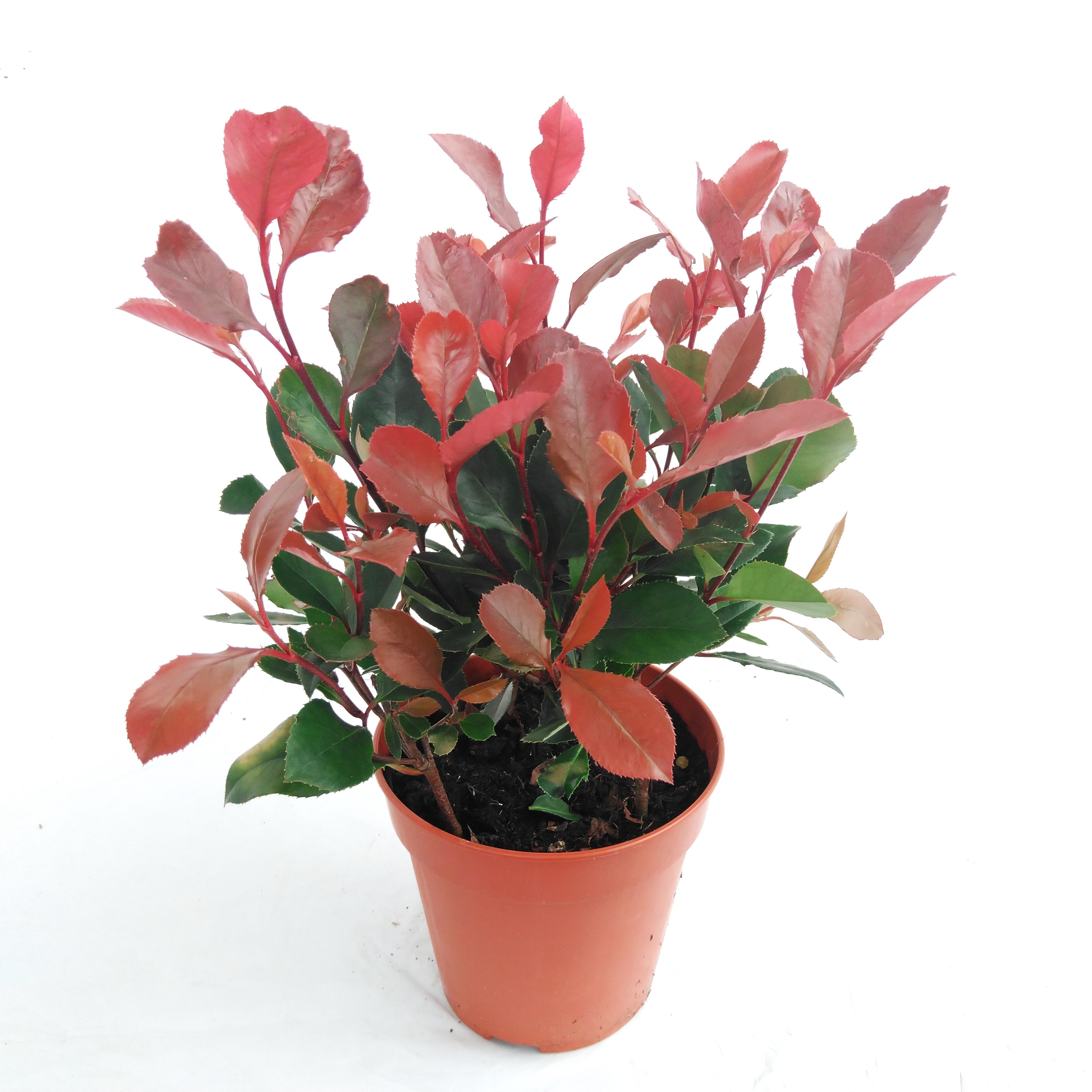 Photinia fraseri 'Little Red Robin'