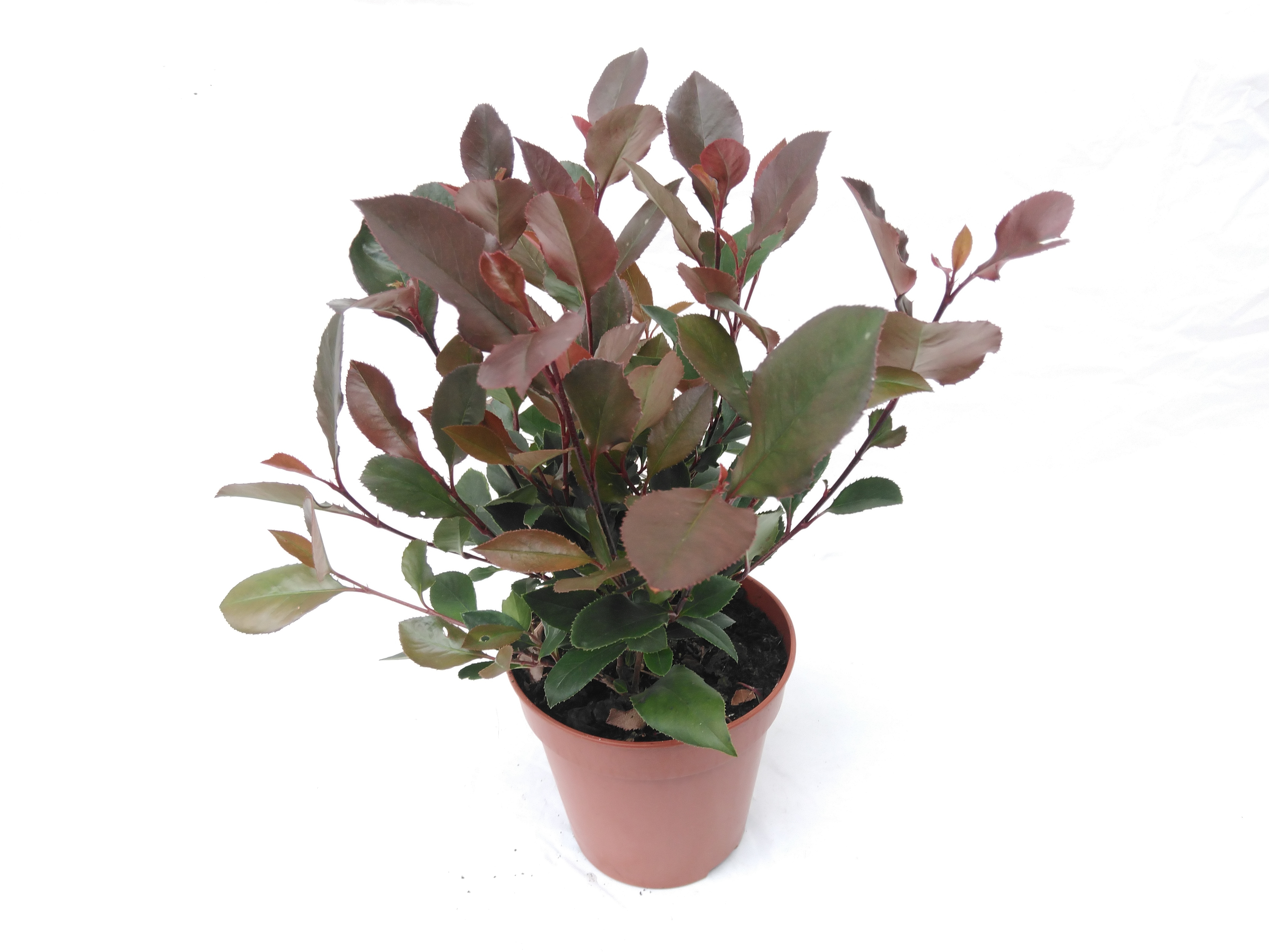 Photinia fraseri 'Little Red Robin'