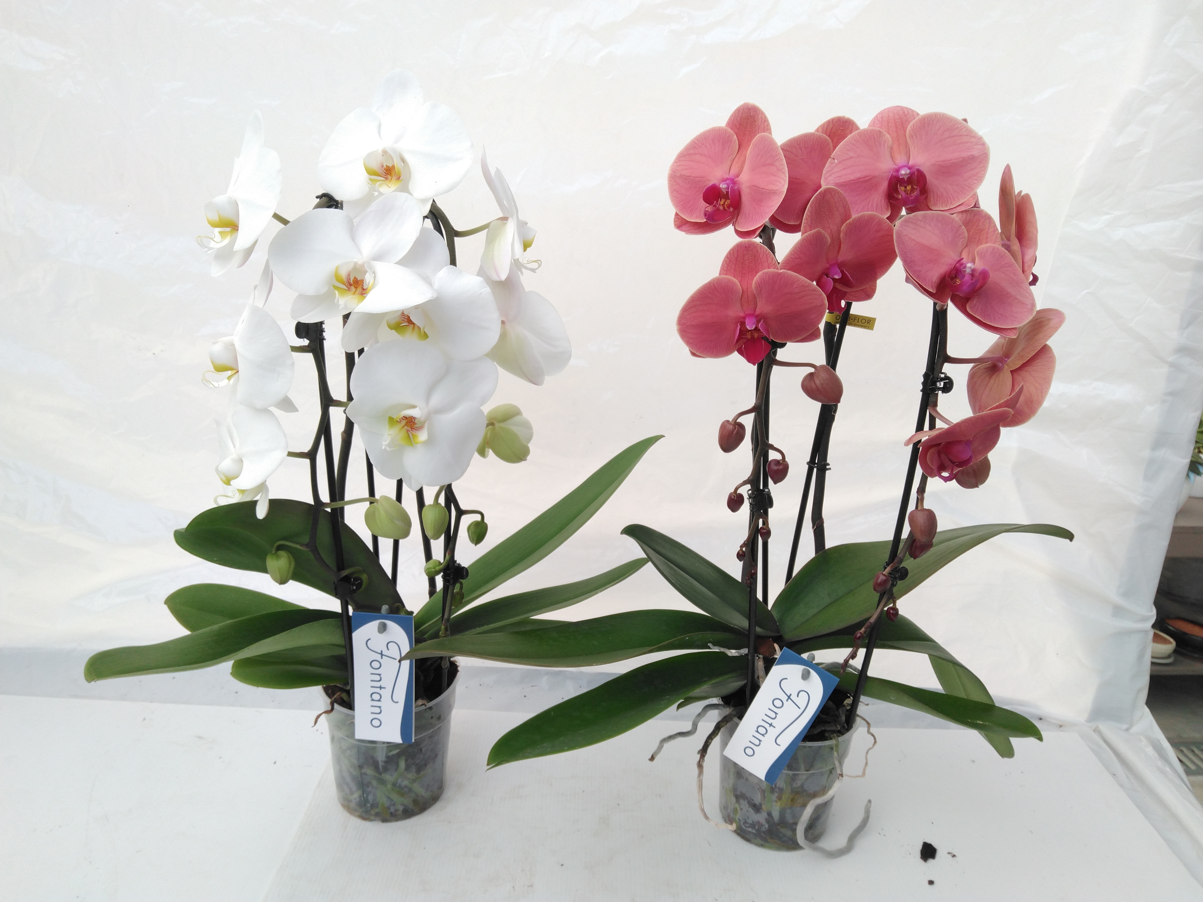 Phalaenopsis 'Fontano'  Mix 2spike