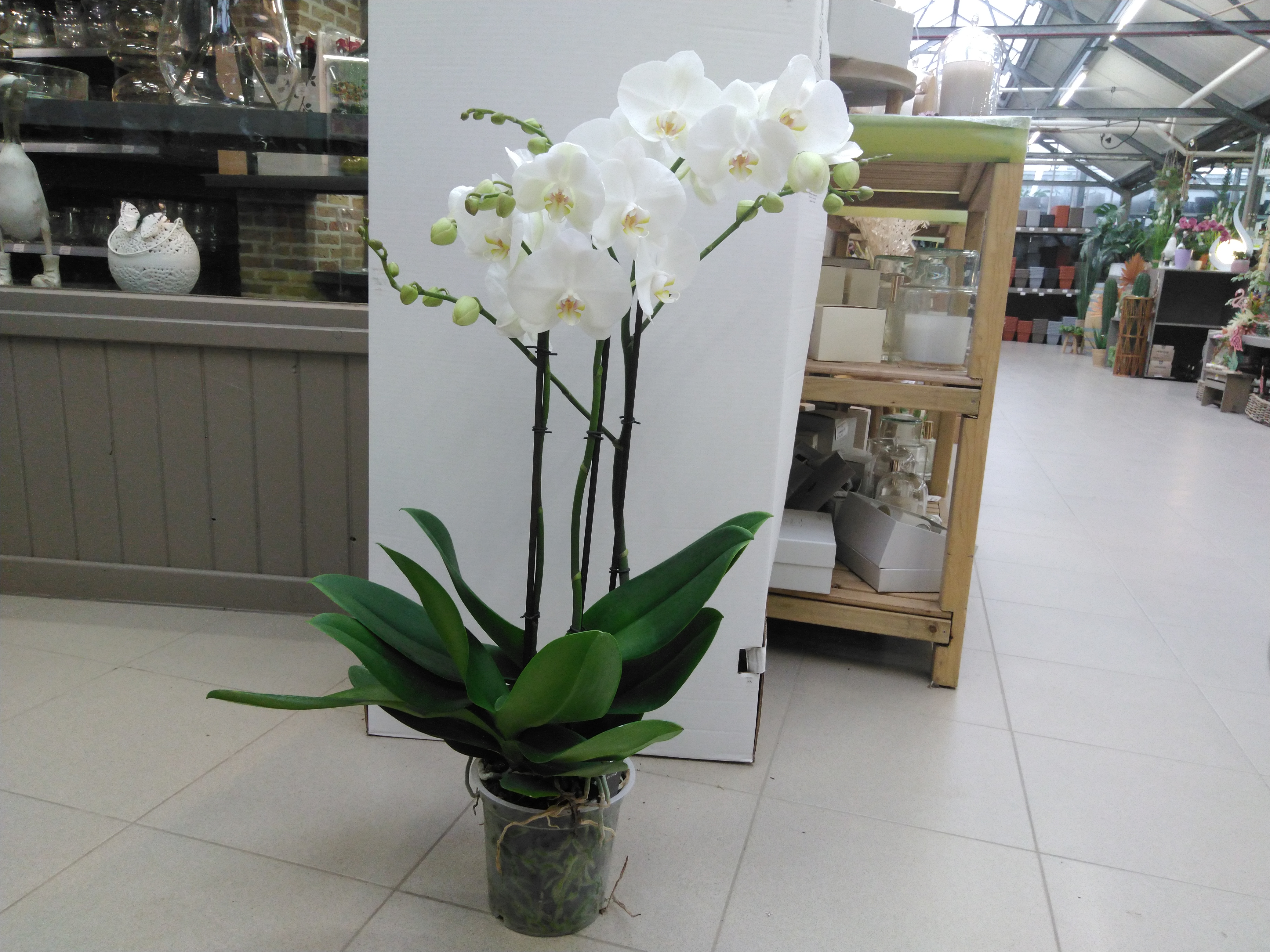 Phalaenopsis Fortuno Largo 3Br.