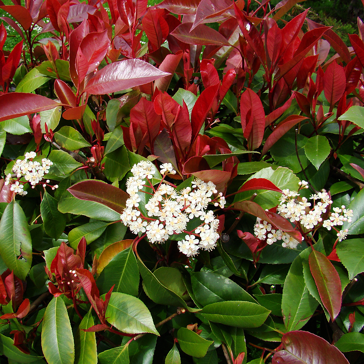 Photinia fraseri 'Robusta Compacta' Photinia fraseri 'Robusta Compacta'