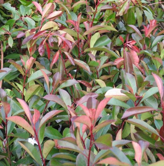 Photinia fraseri 'Red Robin'