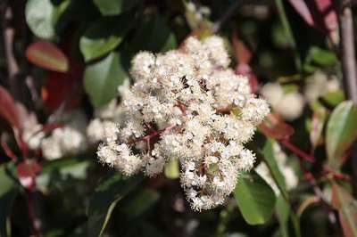 Photinia fraseri 'Red Robin'