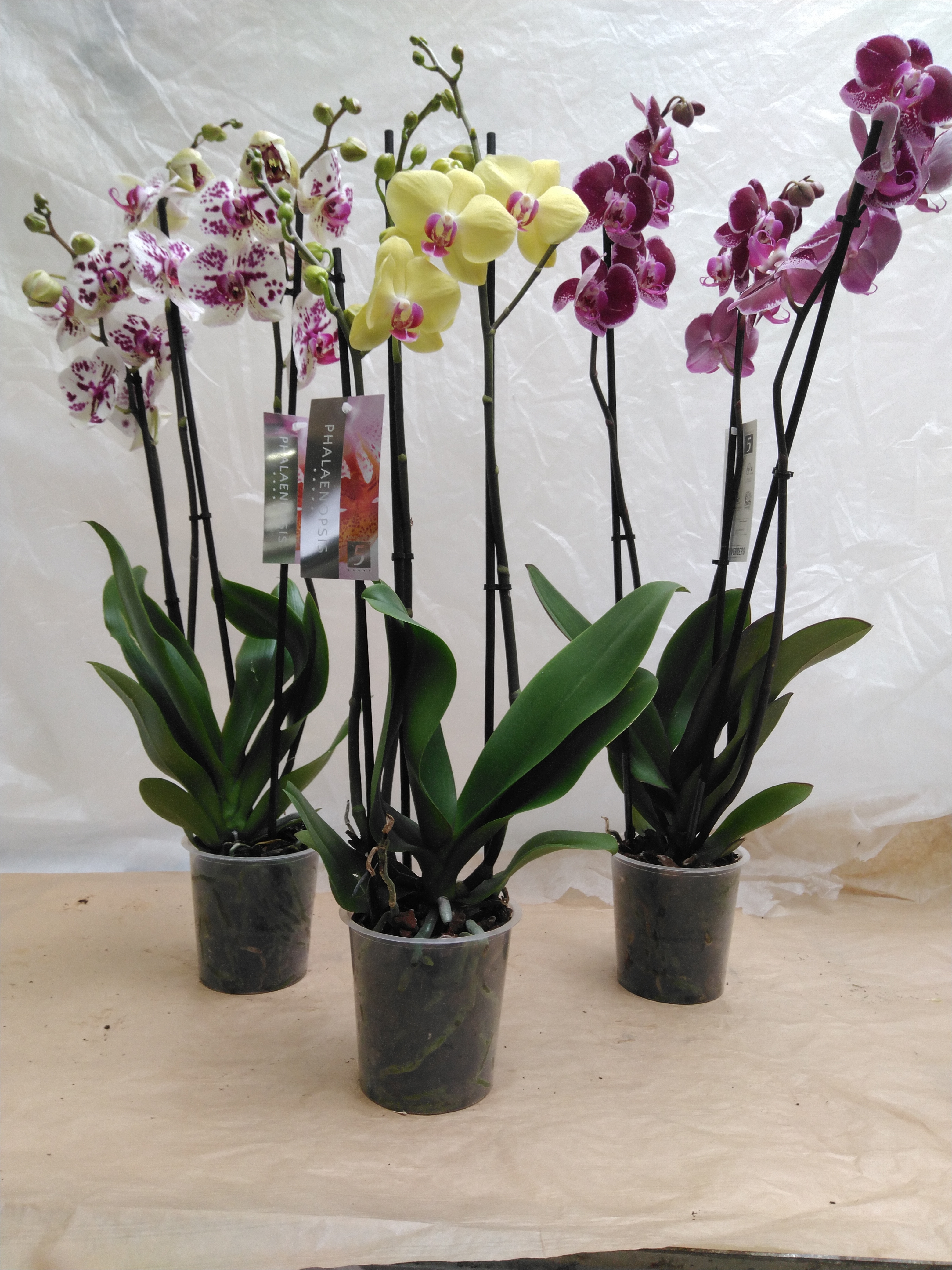 Phalaenopsis 5-Star Quality 3-tak in kleuren - SUPER Phalaenopsis 5-Star Quality 3-tak in kleuren - SUPER