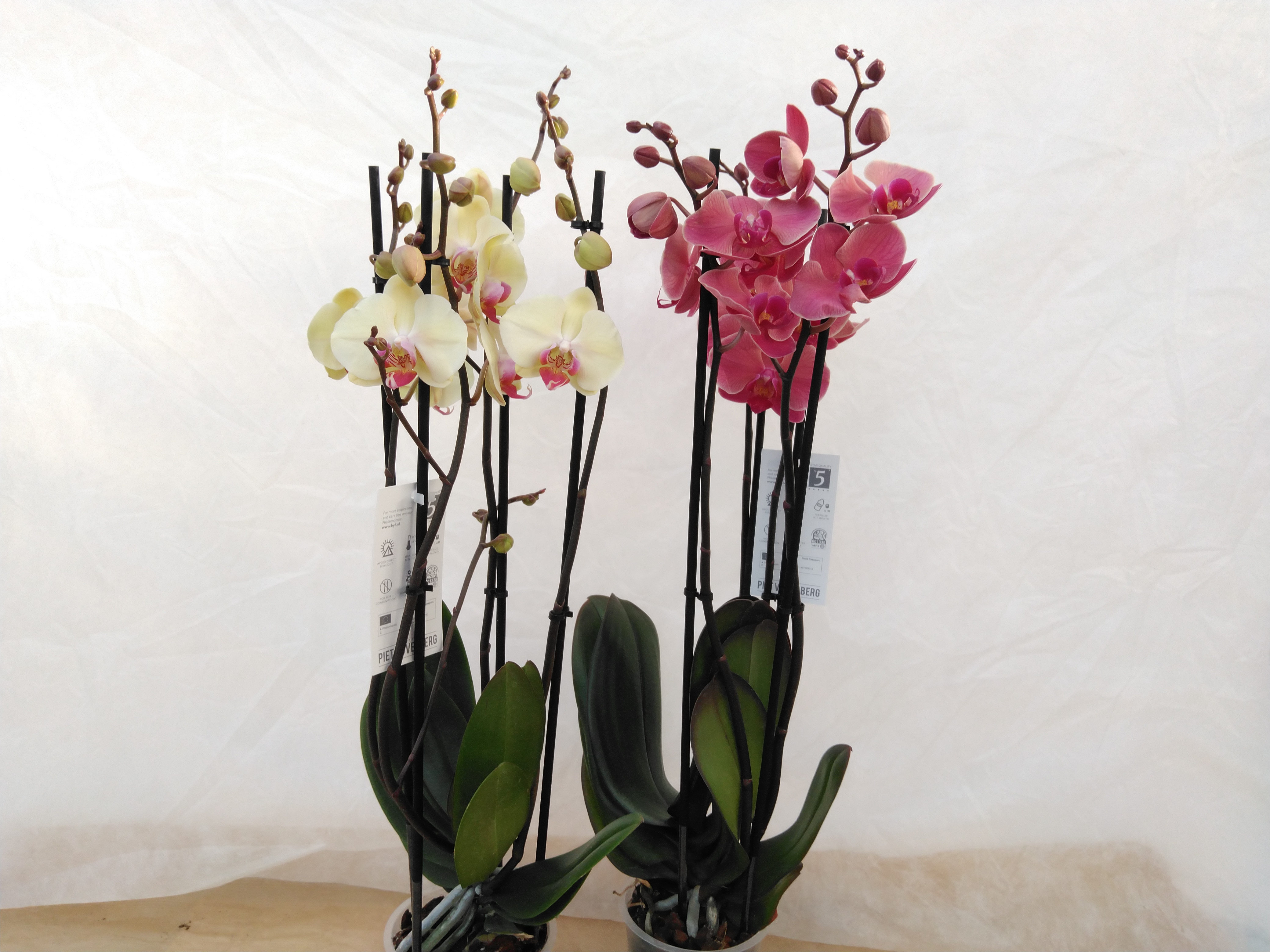 Phalaenopsis 5-Star Quality  4-tak in kleuren - SUPER