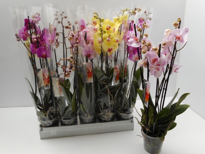 Phalaenopsis 5-Star Quality  4-tak in kleuren - SUPER