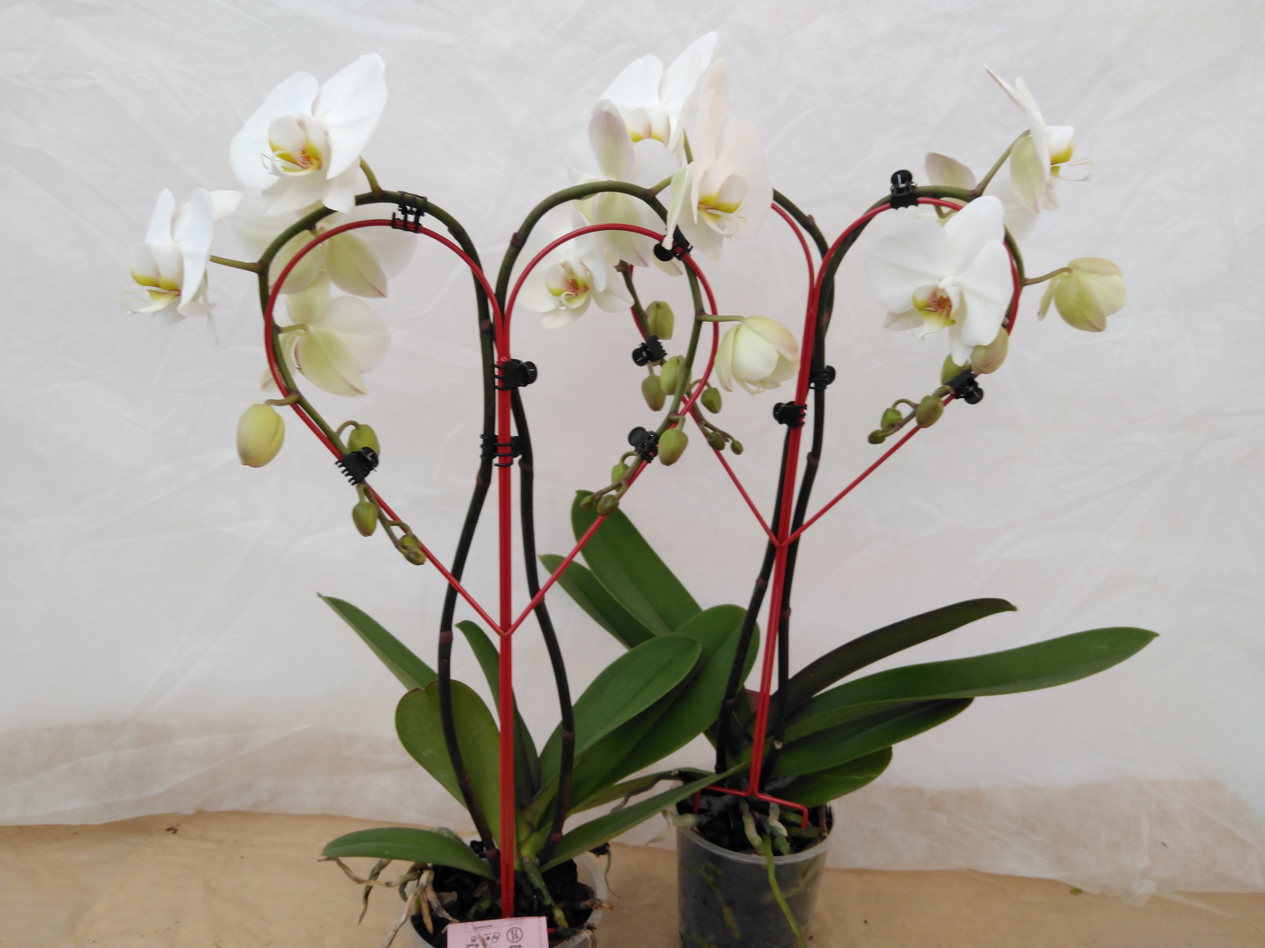 Phalaenopsis 5-Star Quality 2-tak 'Hartvorm' Phalaenopsis 5-Star Quality 2-tak 'Hartvorm'