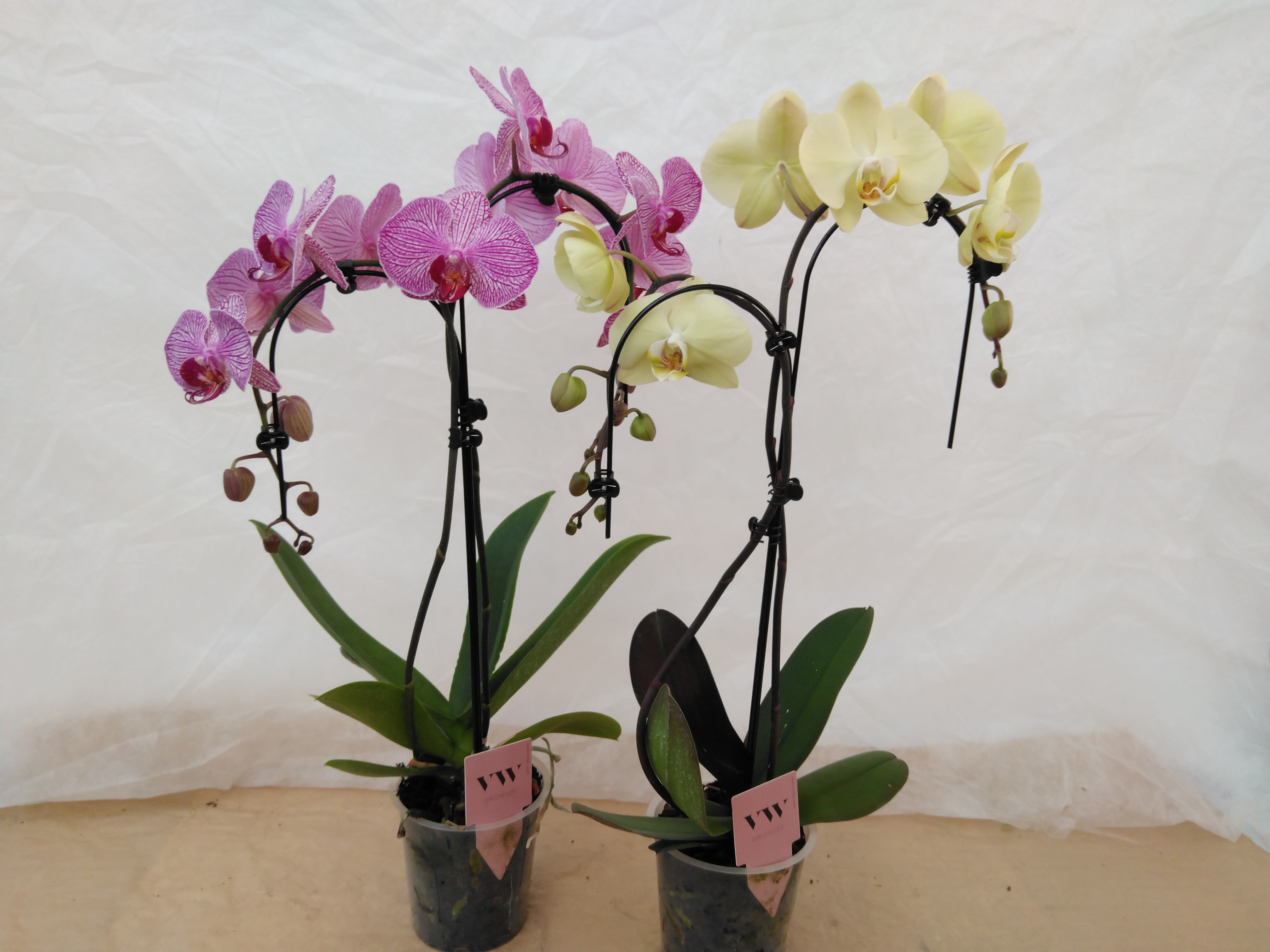 Phalaenopsis 5-Star Quality 2-tak 'Ombrella Color' Phalaenopsis 5-Star Quality 2-tak 'Ombrella Color'