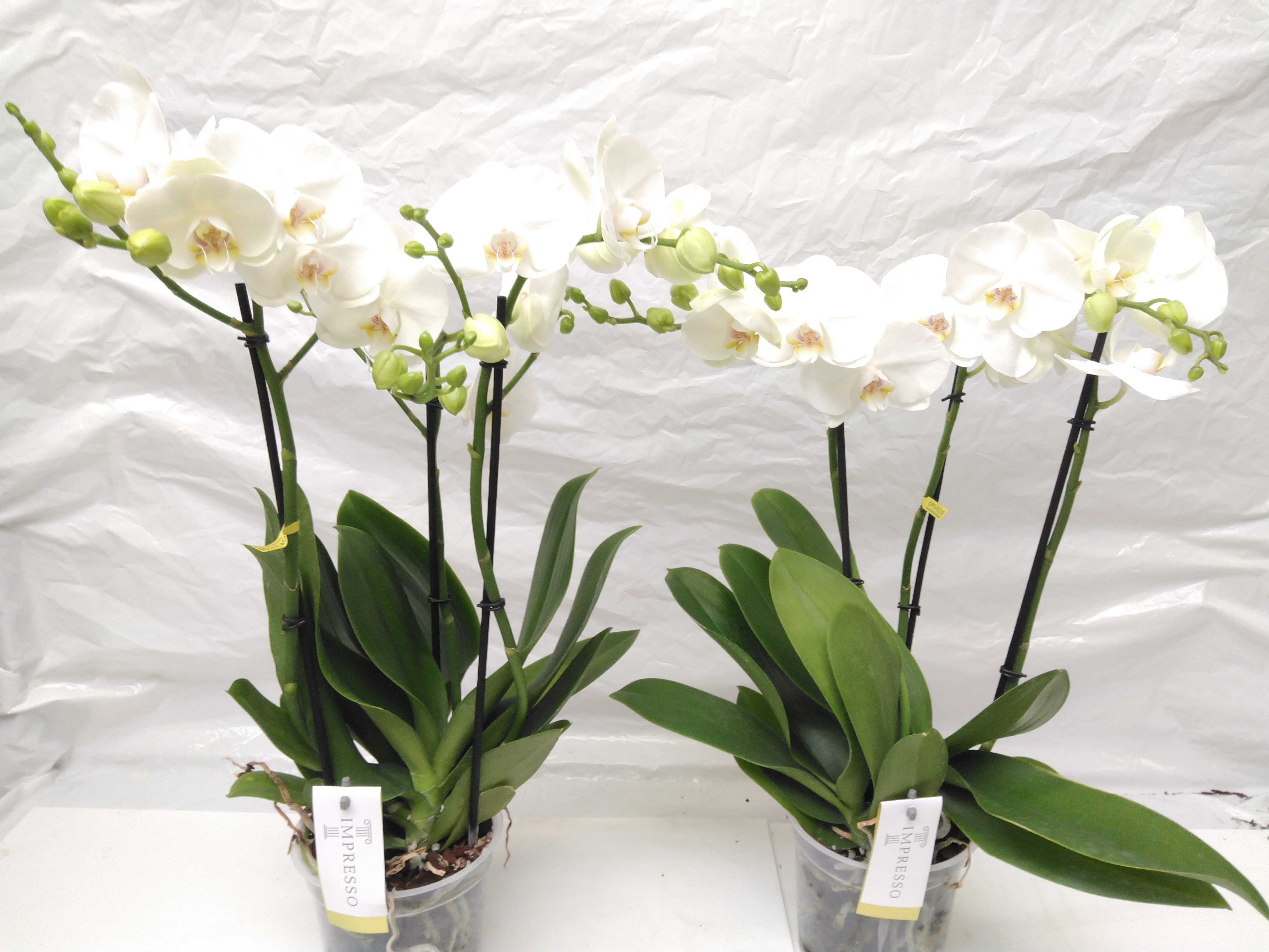 Phalaenopsis 'Impresso Mathilde' 4 tak wit/blanc Phalaenopsis 'Impresso Mathilde' 4 tak wit/blanc