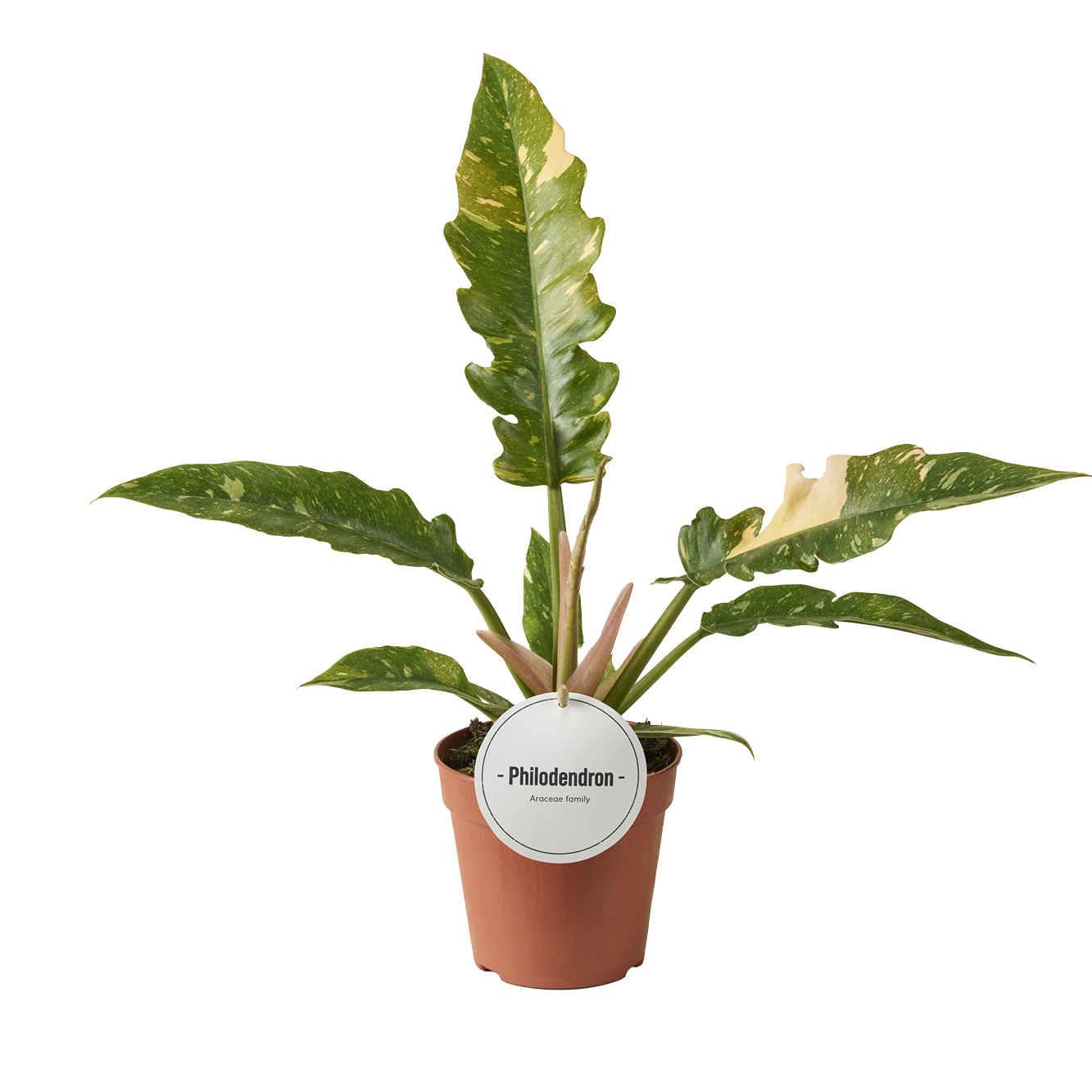 Philodendron 'Ring of Fire' Philodendron 'Ring of Fire'