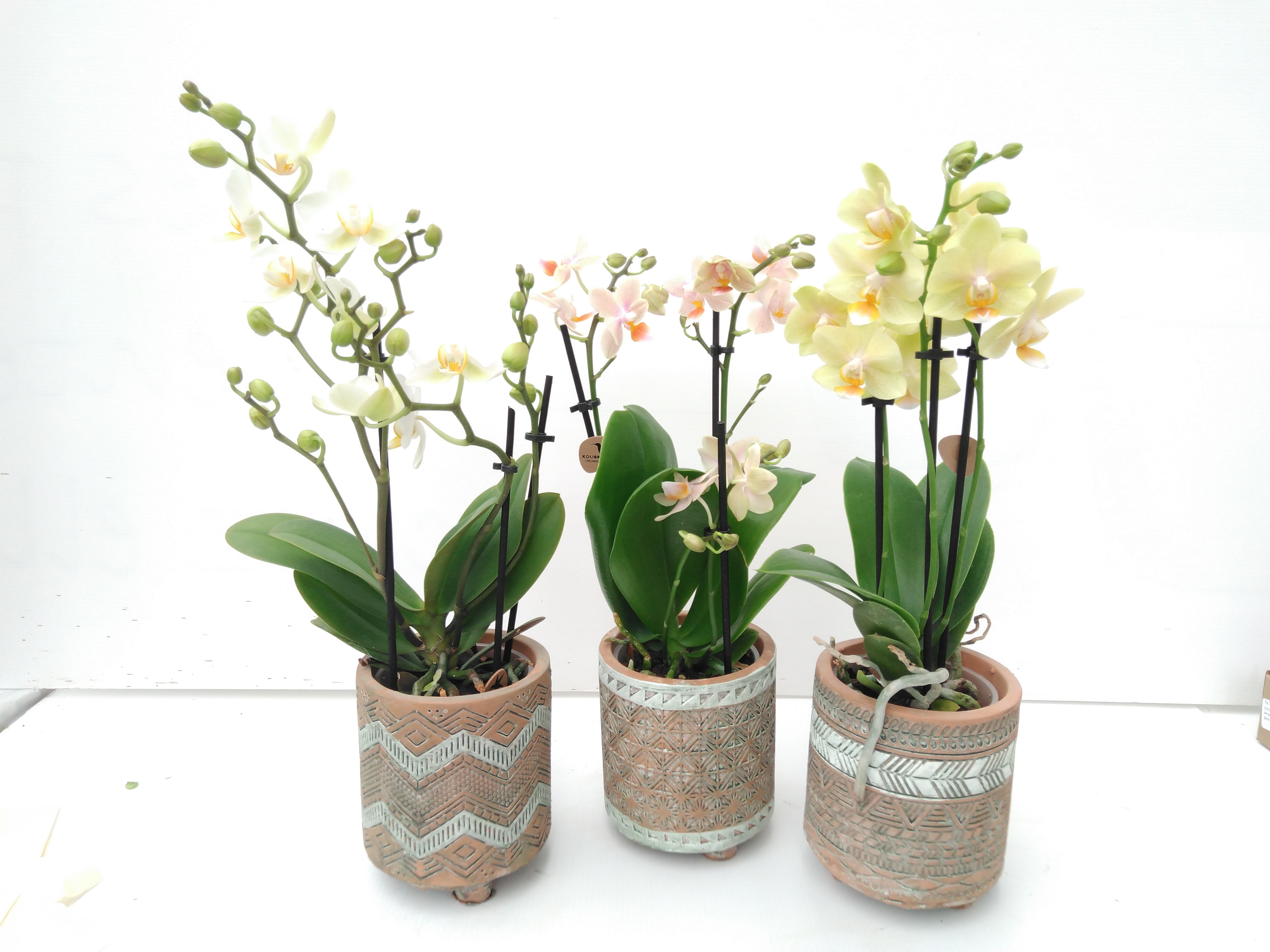 Kolibri Orchids Phalaenopsis 3 spike in Binti pot orange Kolibri Orchids Phalaenopsis 3 spike in Binti pot orange