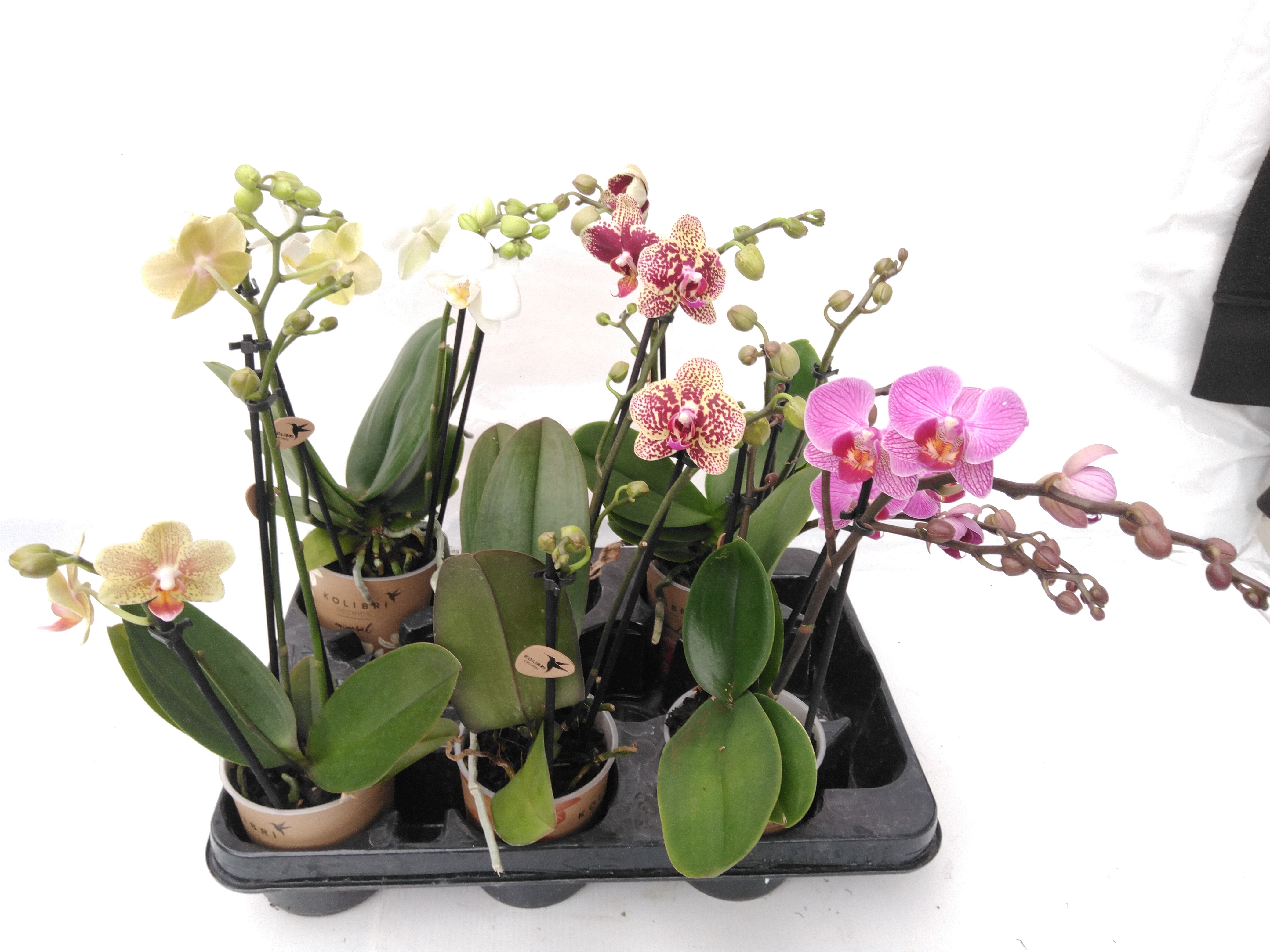 Phalaenopsis multi. ... 3 tak mix Eco / no sleeve
