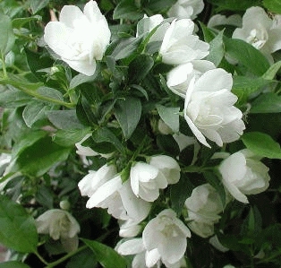 Philadelphus 'Manteau d'Hermine' Philadelphus 'Manteau d'Hermine'