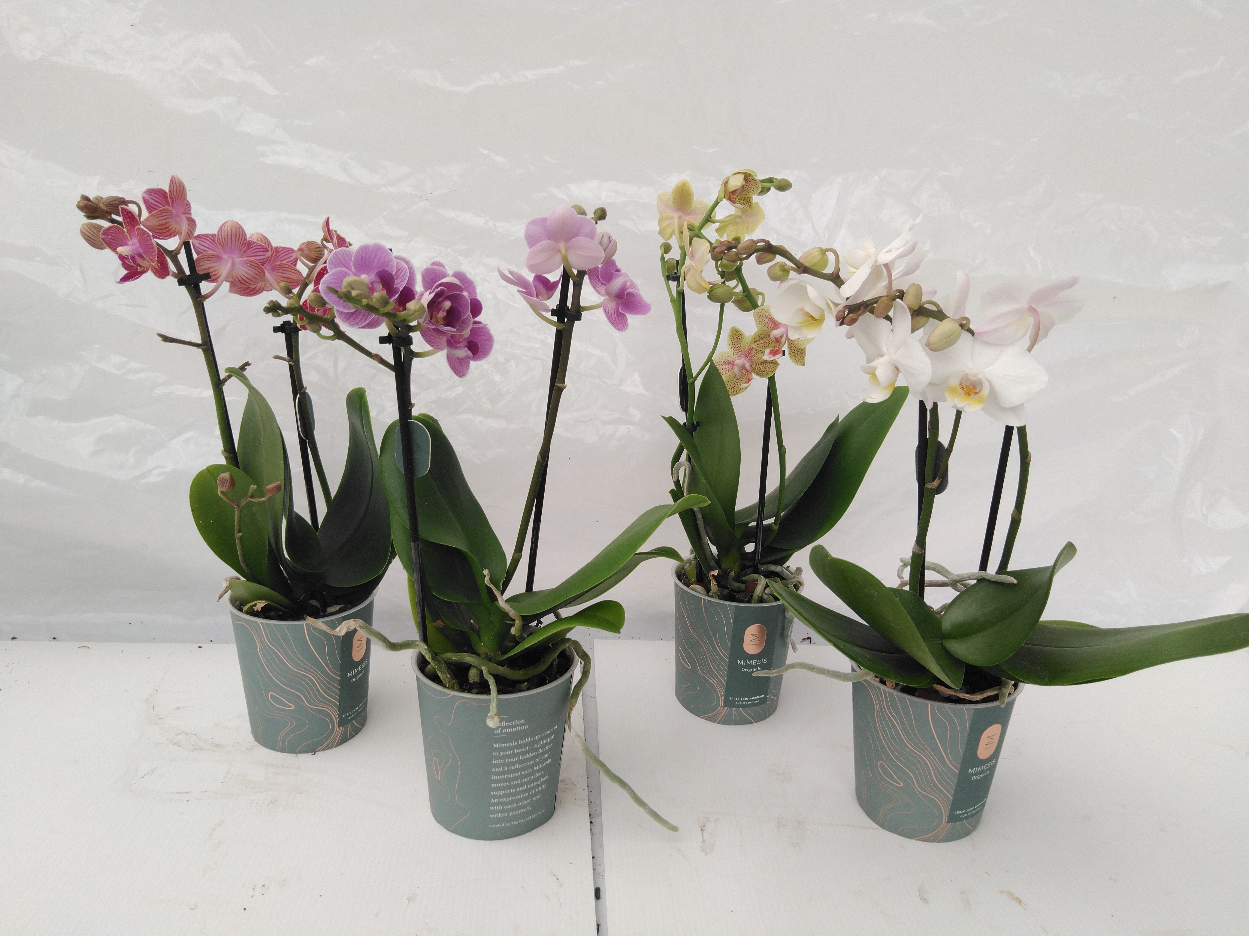 Phalaenopsis  Kolibri  Mix 2 tak