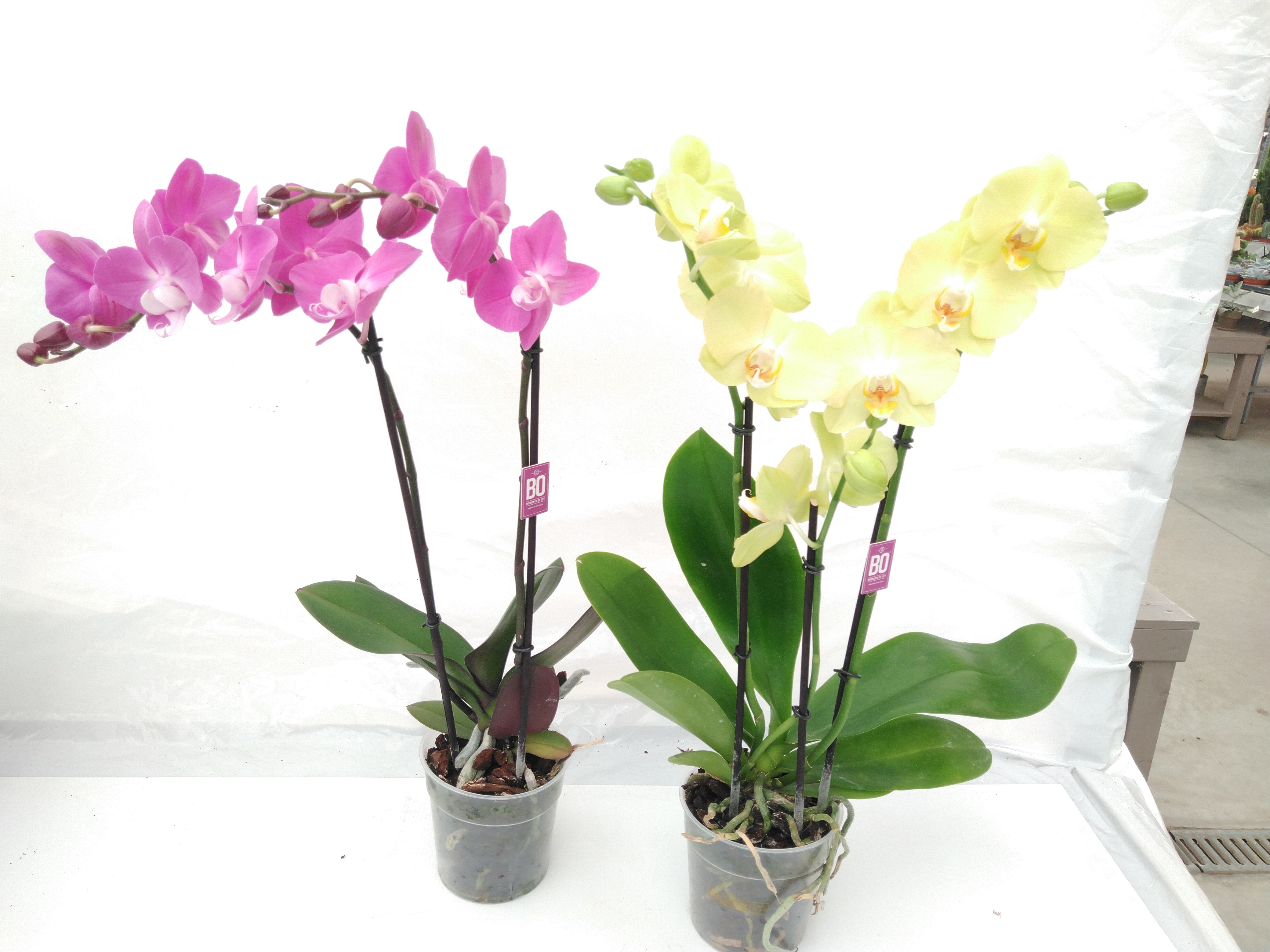 Phalaenopsis  Kolibri  Mix 2 tak