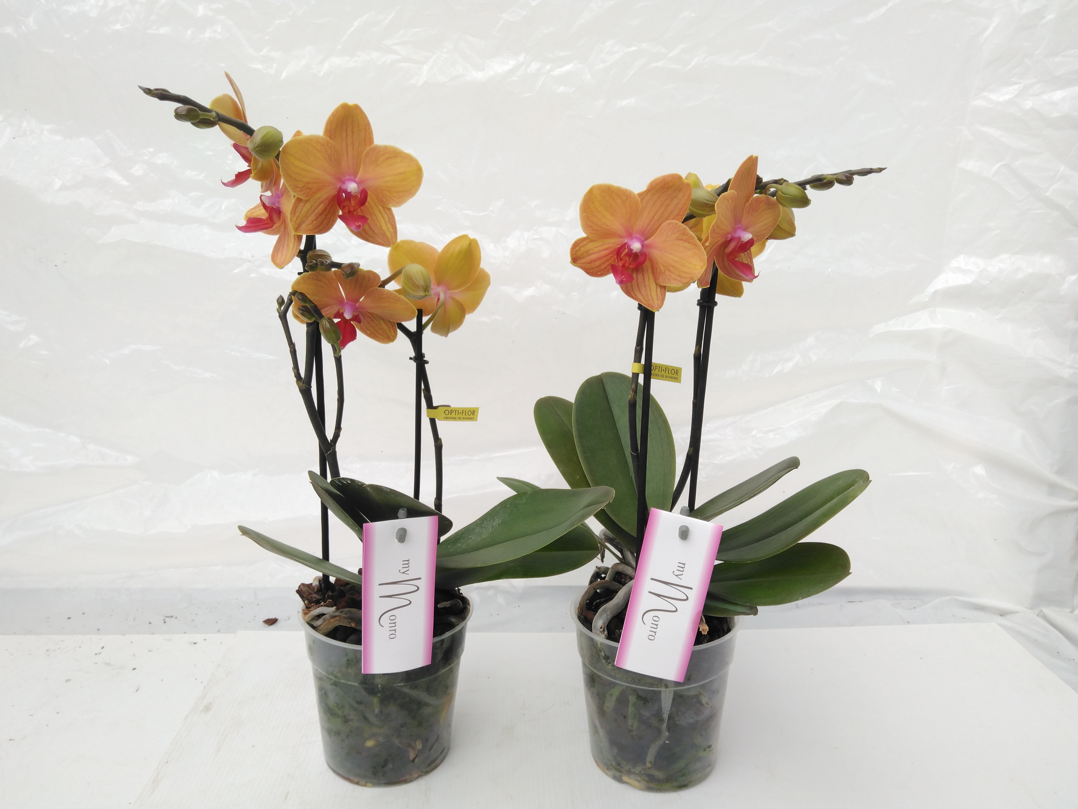 Phalaenopsis ...orange (DE) MyMonro Bronzer 2 spike Phalaenopsis ...orange (DE) MyMonro Bronzer 2 spike