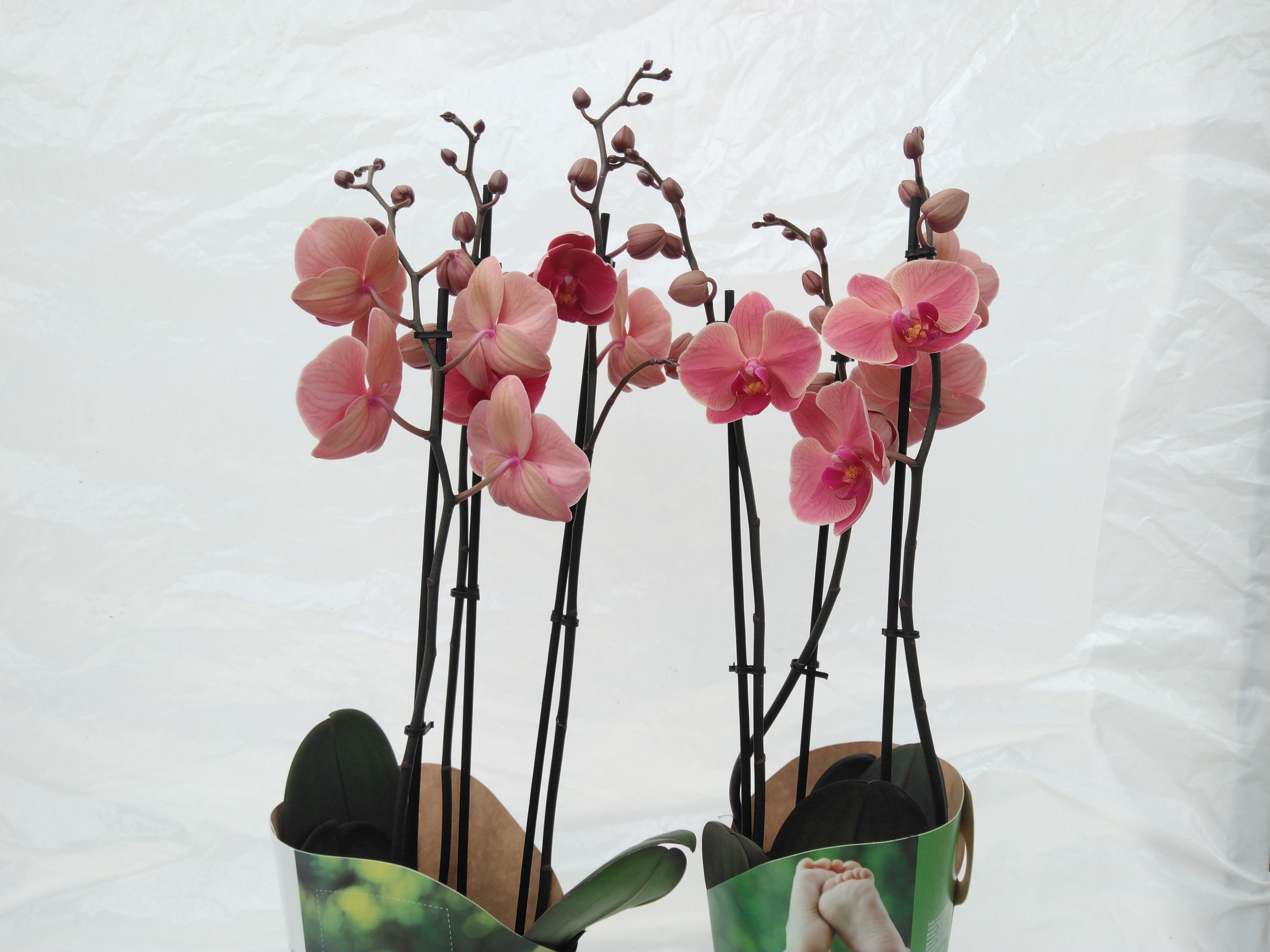 Phalaenopsis 'Ant Narbonne' 3 tak in potcover