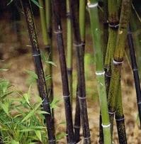 Phyllostachys nigra