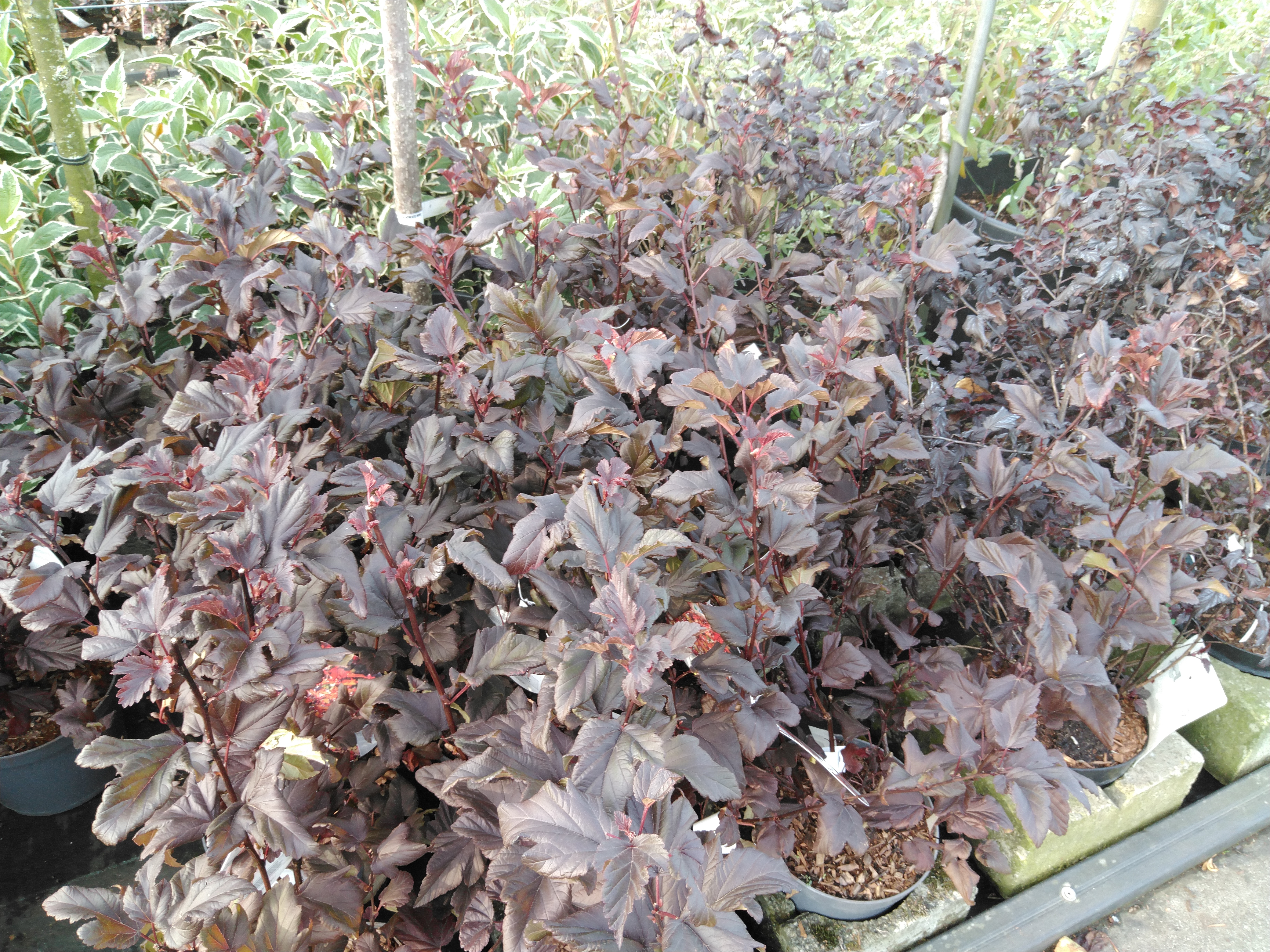 Physocarpus Opulif. Diable D´or©