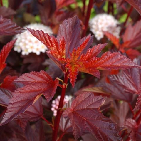 Physocarpus Opulif. Diable D´or©