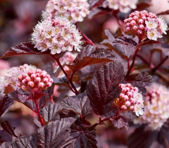 Physocarpus opulifolia 'Lady in Red' Physocarpus opulifolia 'Lady in Red'