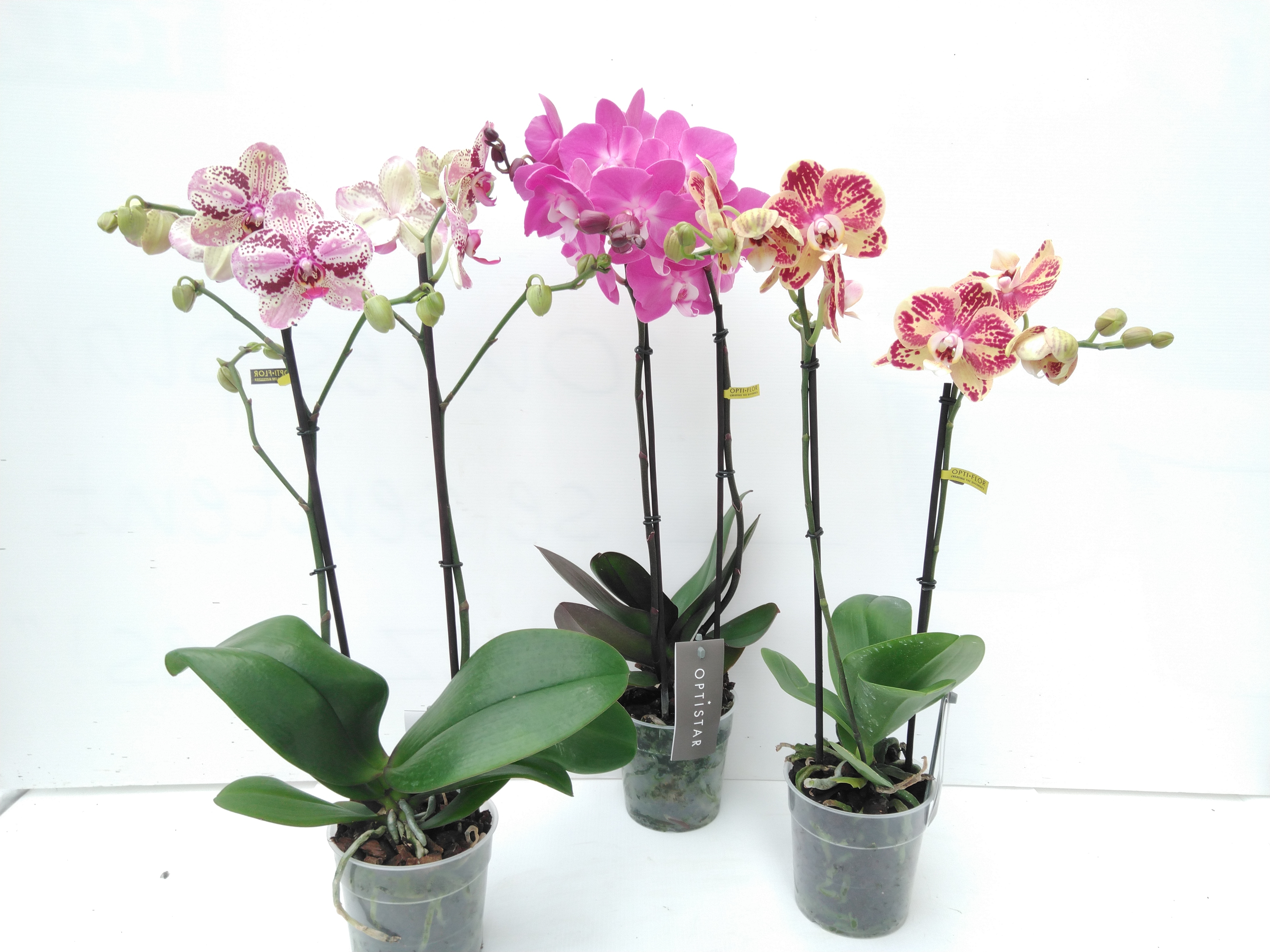 Phalaenopsis 2Br. Opti Mix