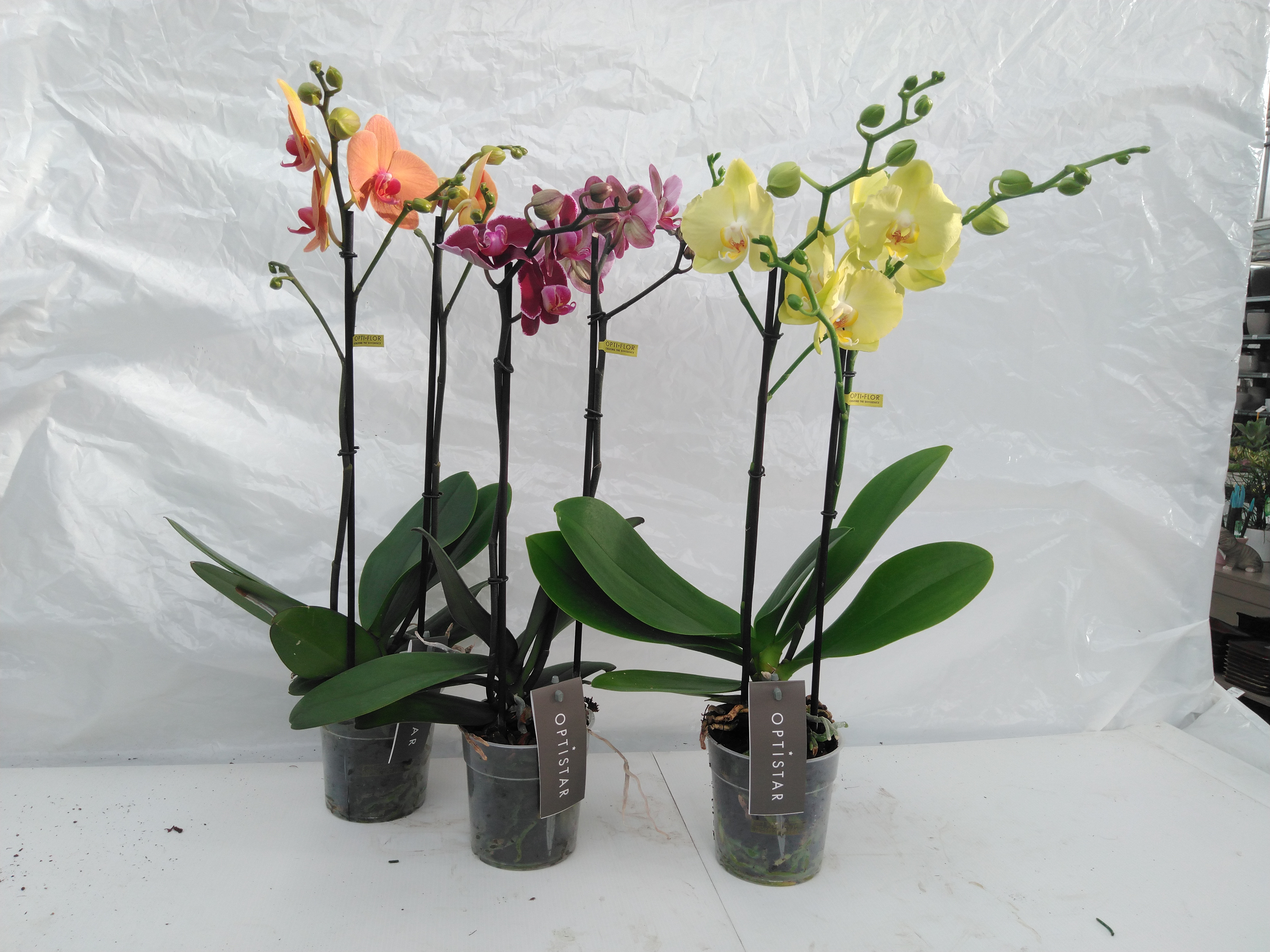 Phalaenopsis 'Optistar Box of Fame' 2 tak