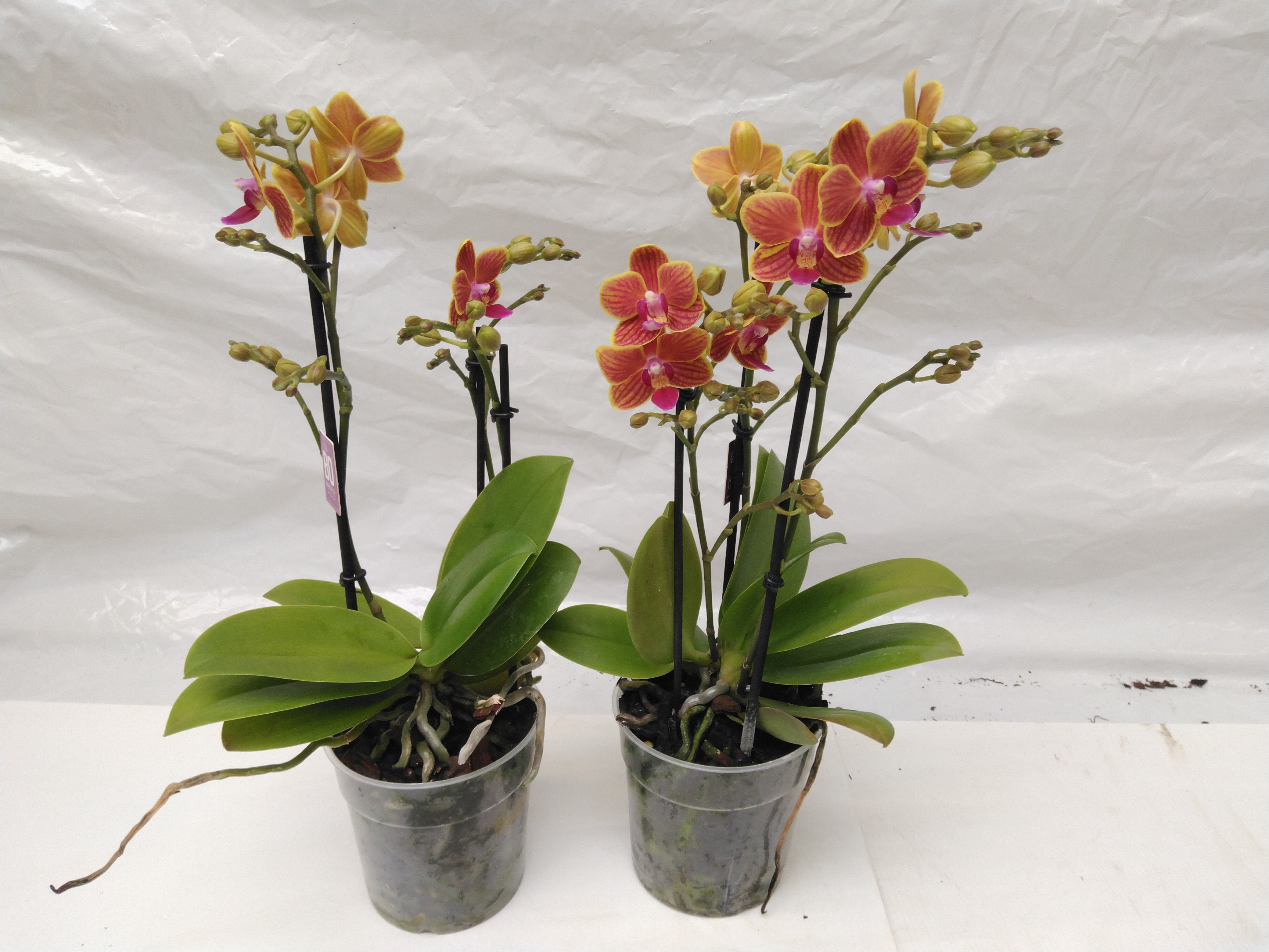 Phalaenopsis Orange 2-3tak