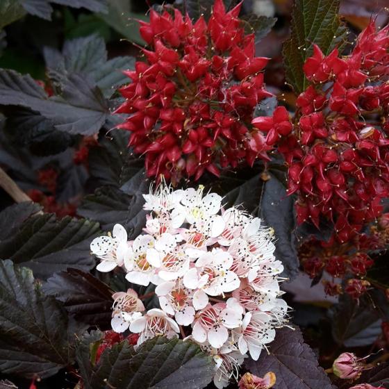 Physocarpus opulif. 'Red Baron'