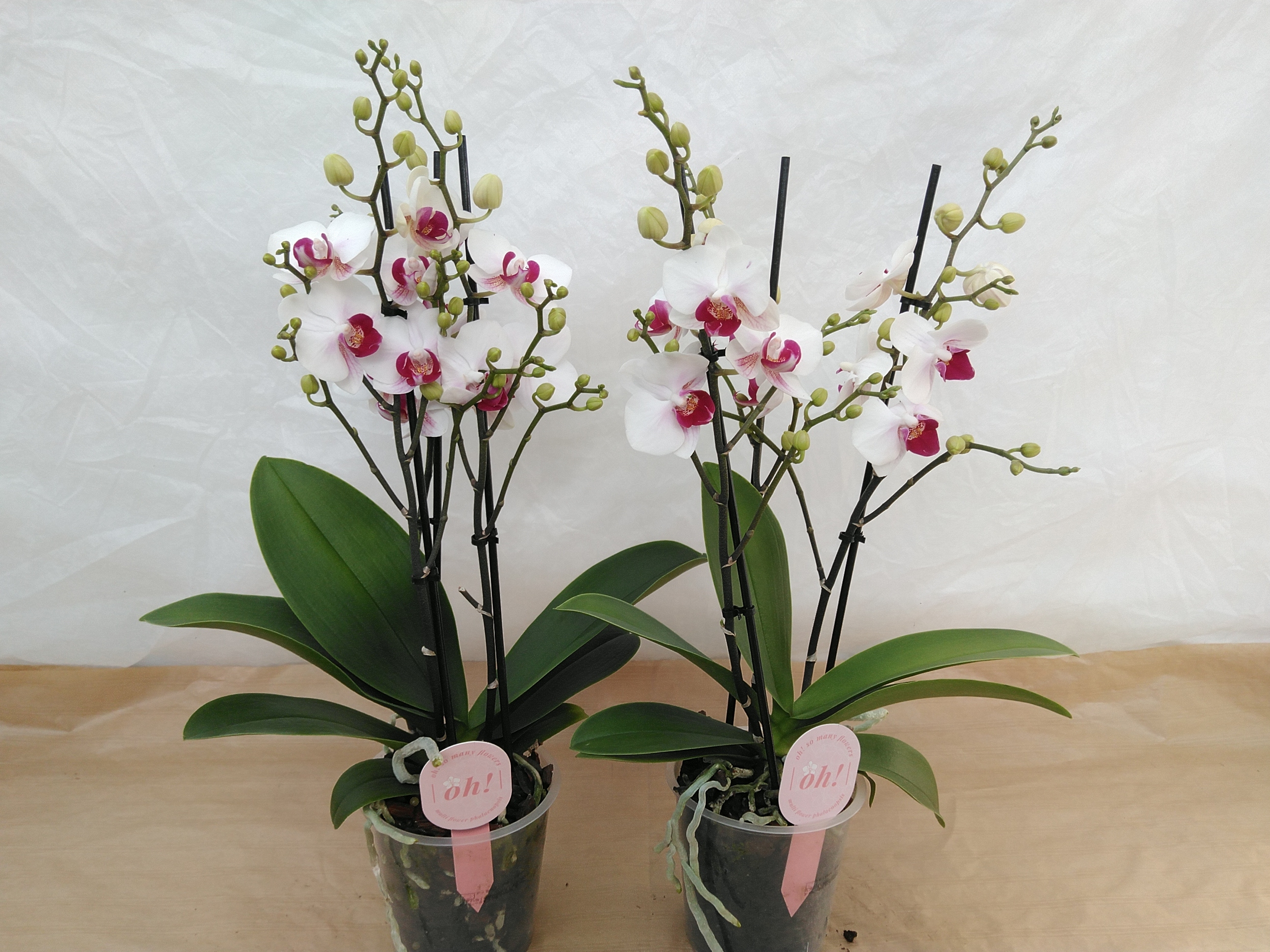 Phalaenopsis multi. 'White Safe Haven' 3 TAK Phalaenopsis multi. 'White Safe Haven' 3 TAK