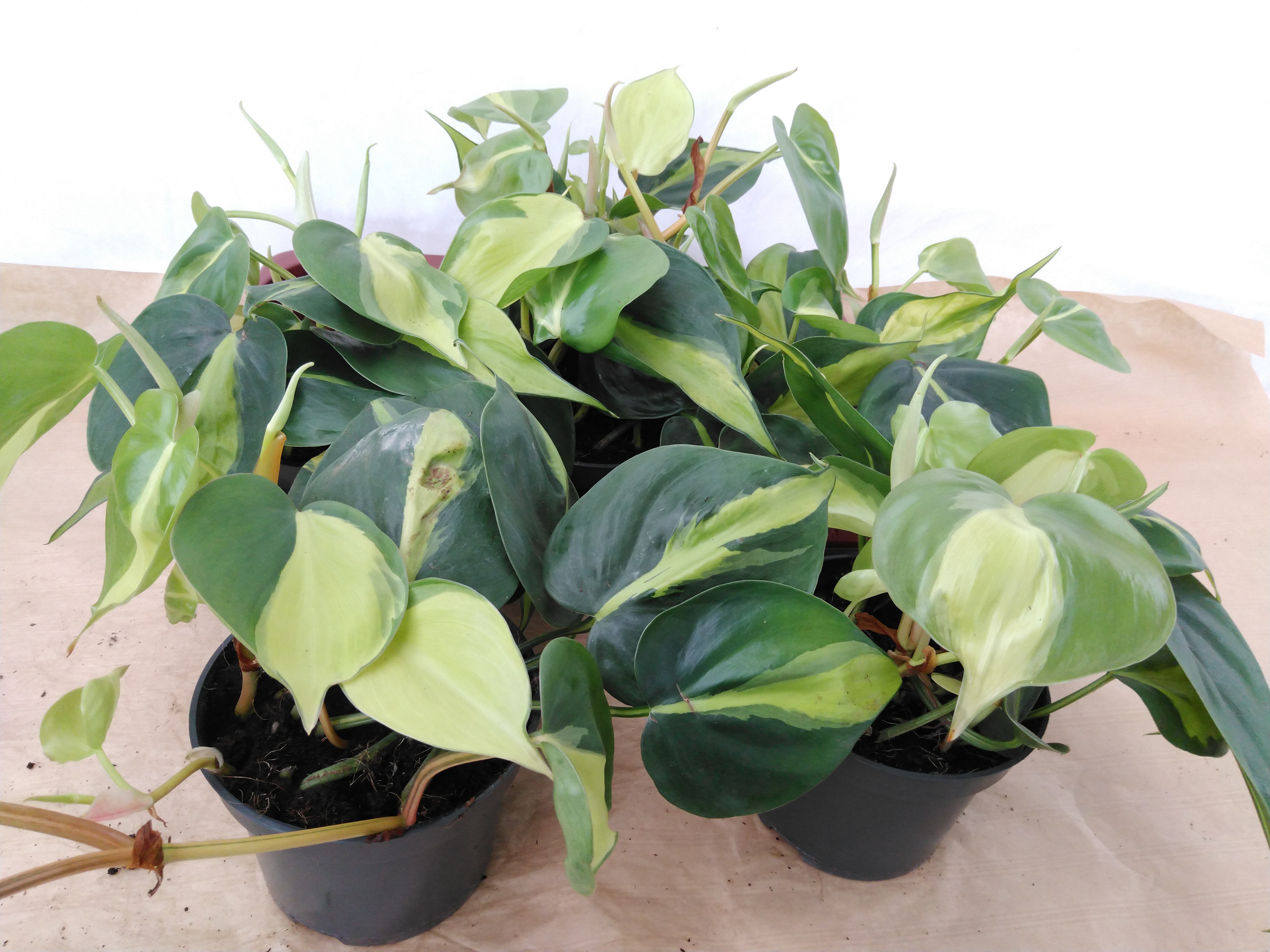 Philodendron scandens 'Brasil' .