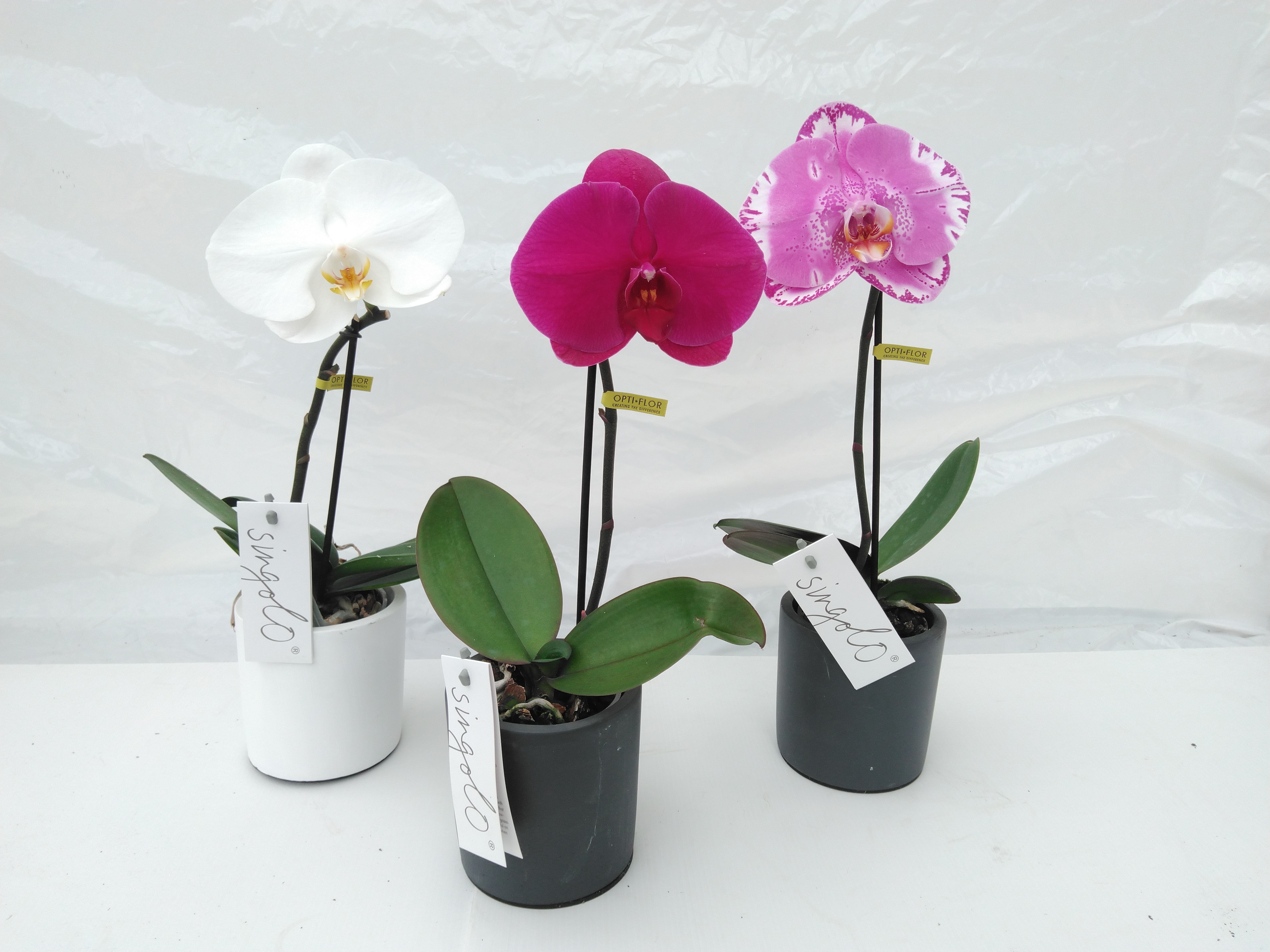Phalaenopsis Singolo Victoria + pot