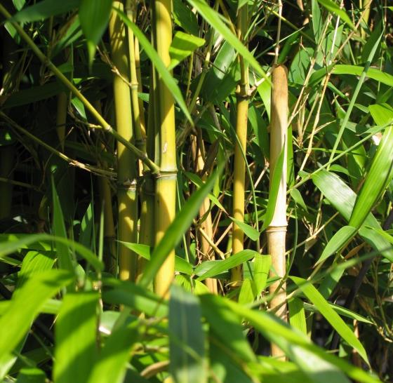 PHYLLOSTACHYS SPECTABILIS