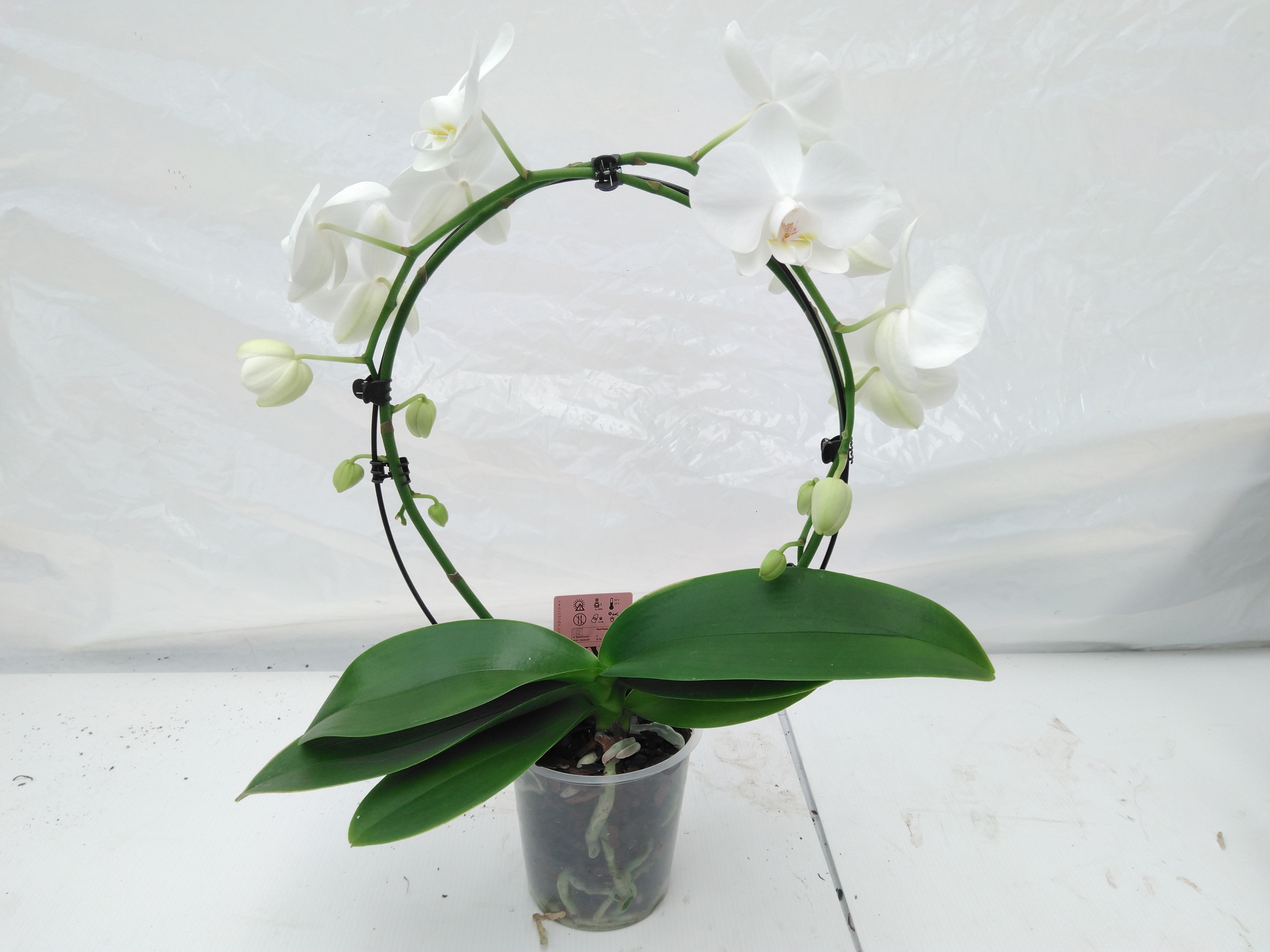 Phalaenopsis 'White Spiegelboog'  wit