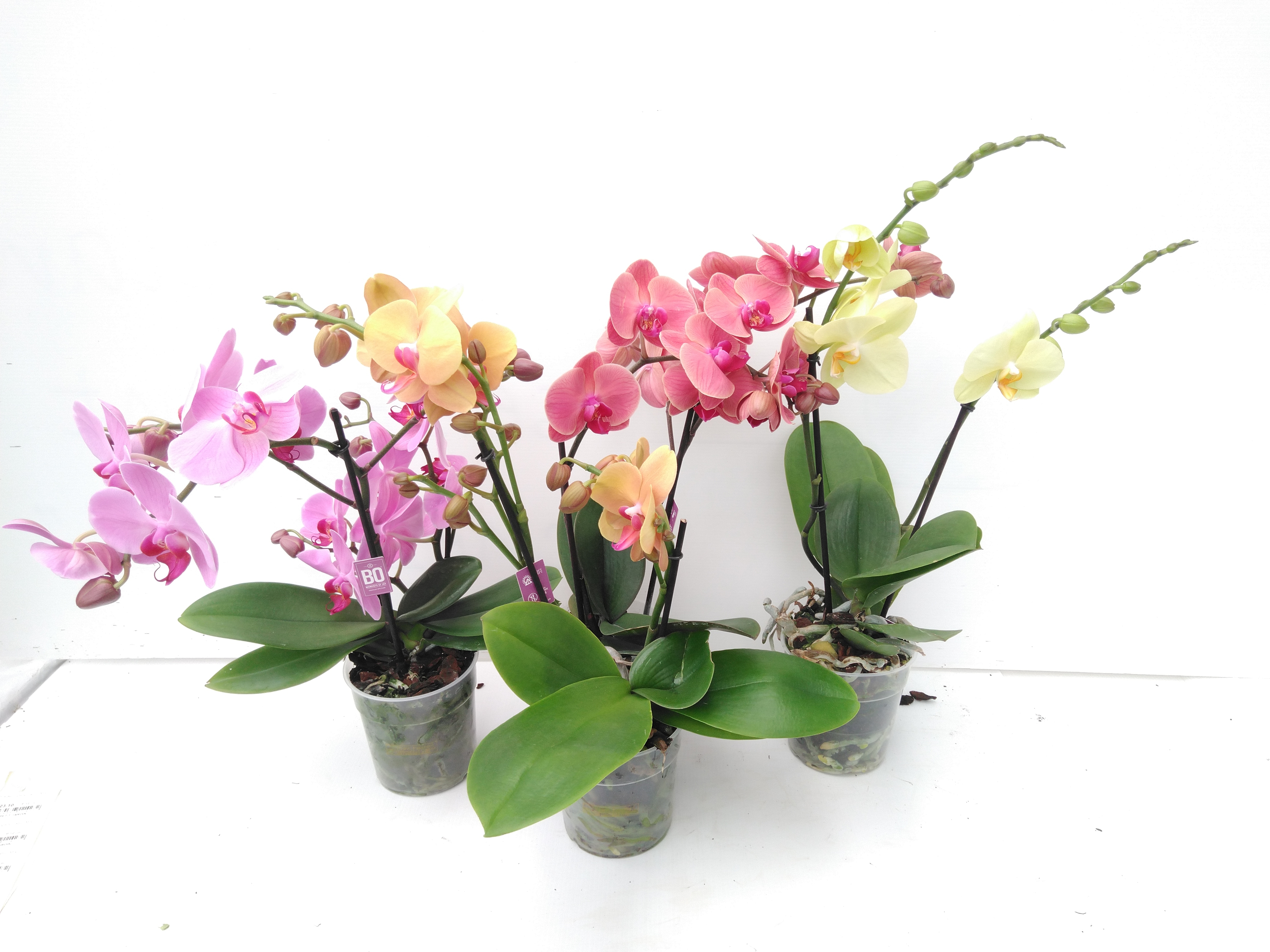 Phalaenopsis Tablo Mix