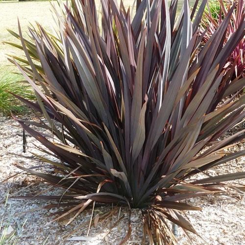 Phormium tenax 'Purpureum' Phormium tenax 'Purpureum'